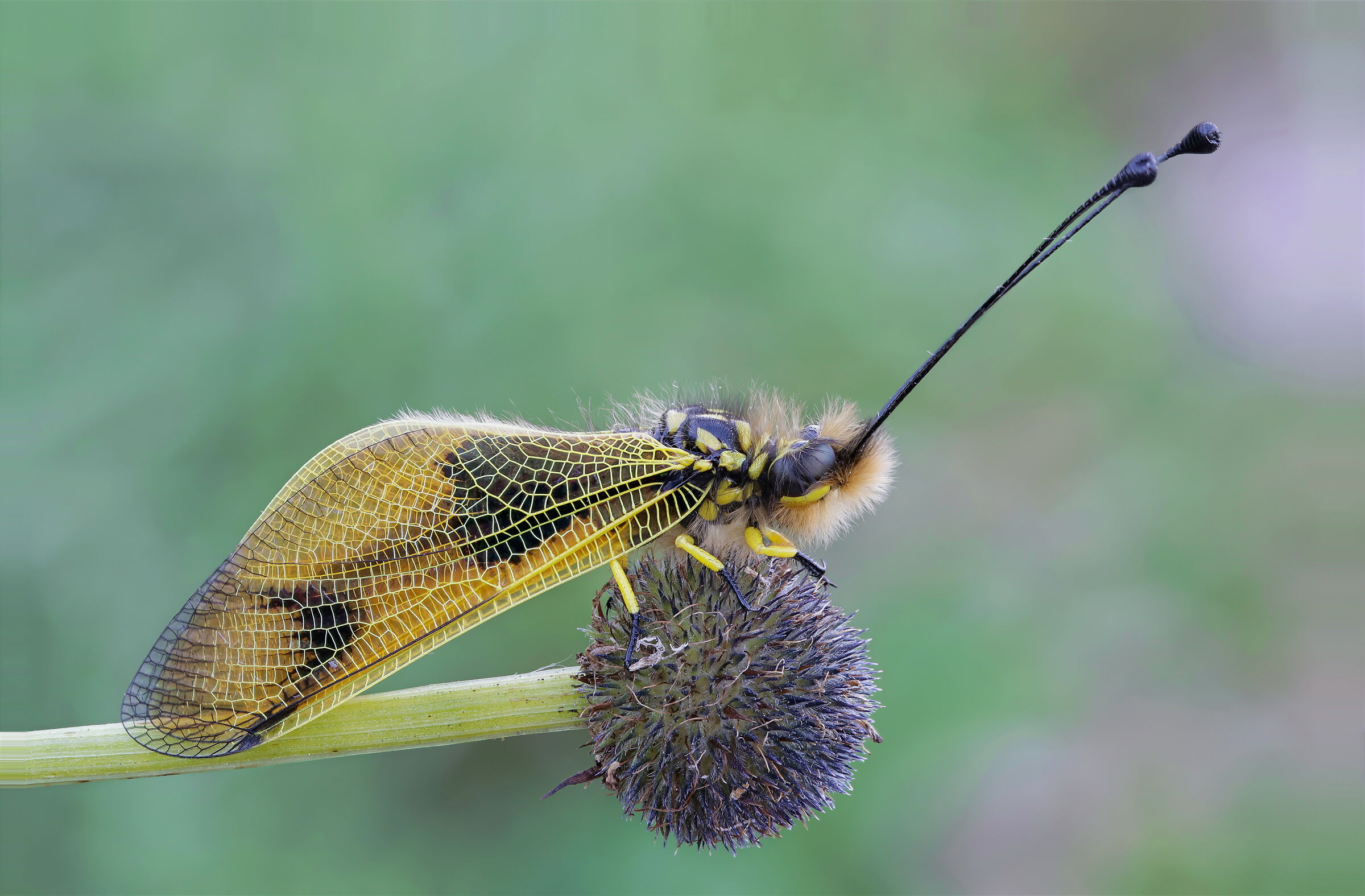 Libelloides longicornis