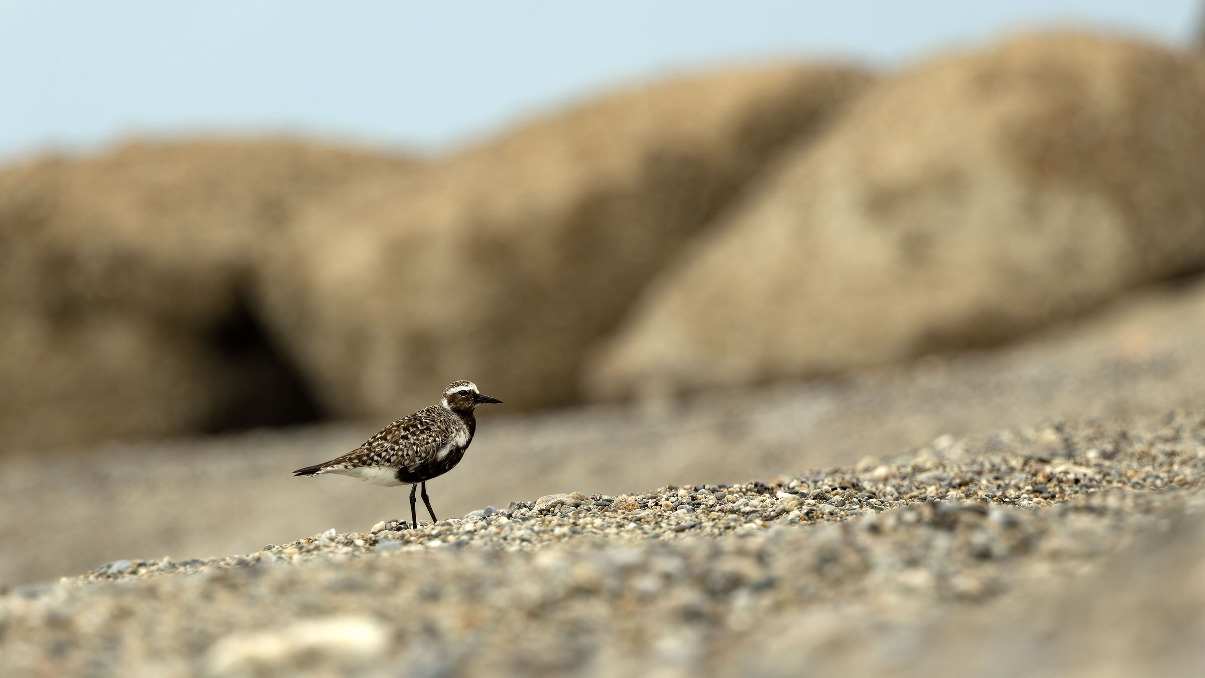 Golden plover on the beach