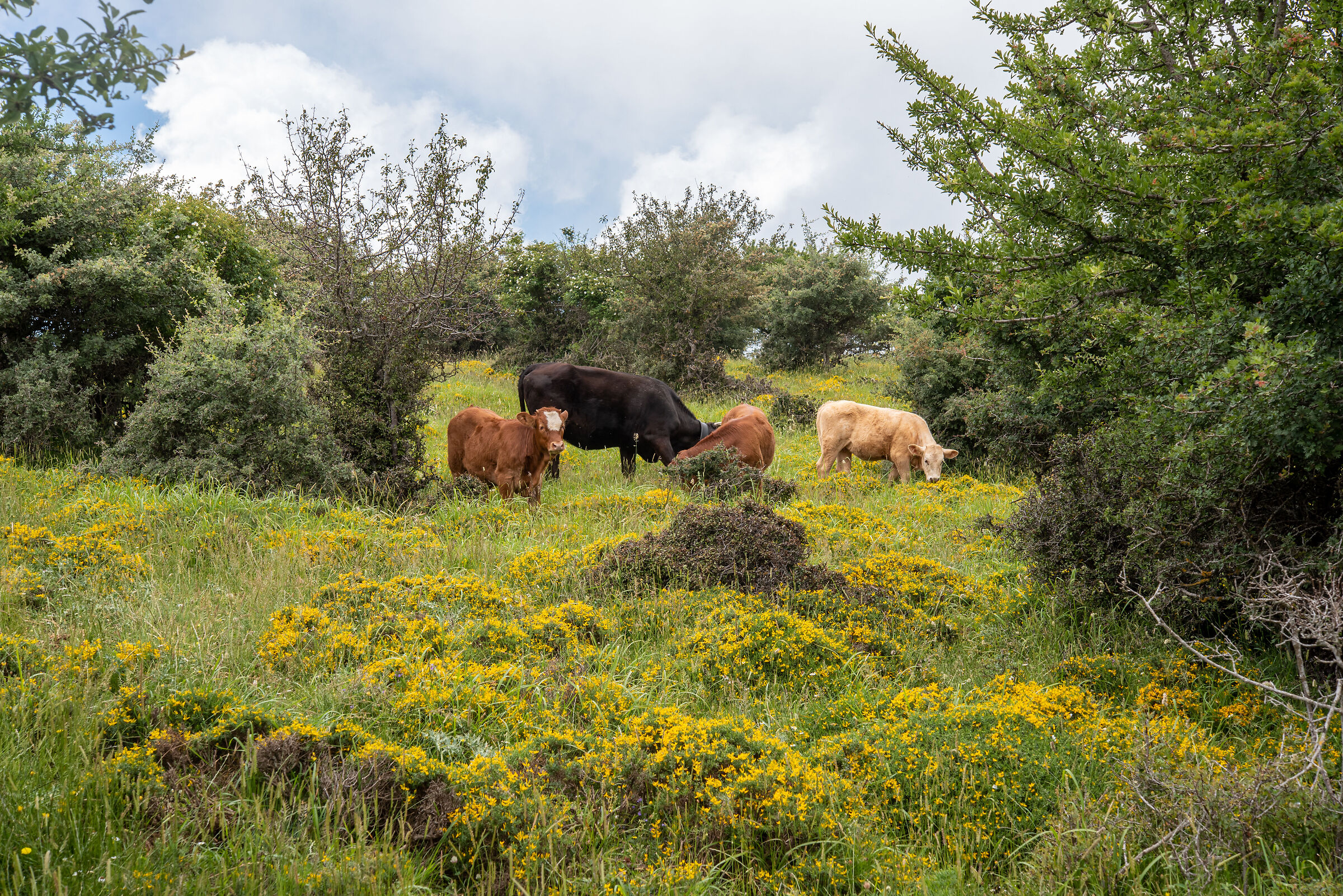 Summer landscape with pasture
