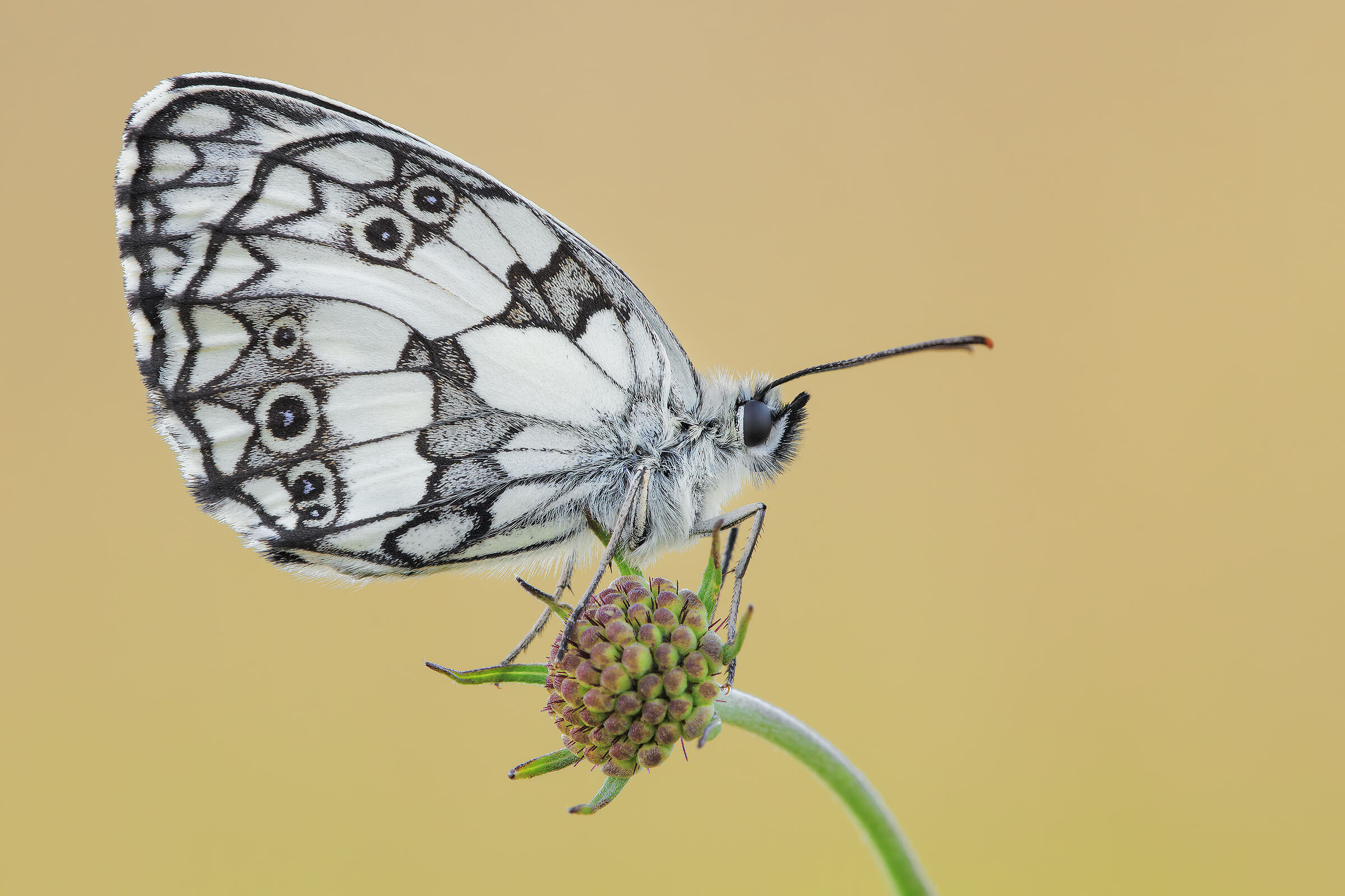 Melanargia galathea