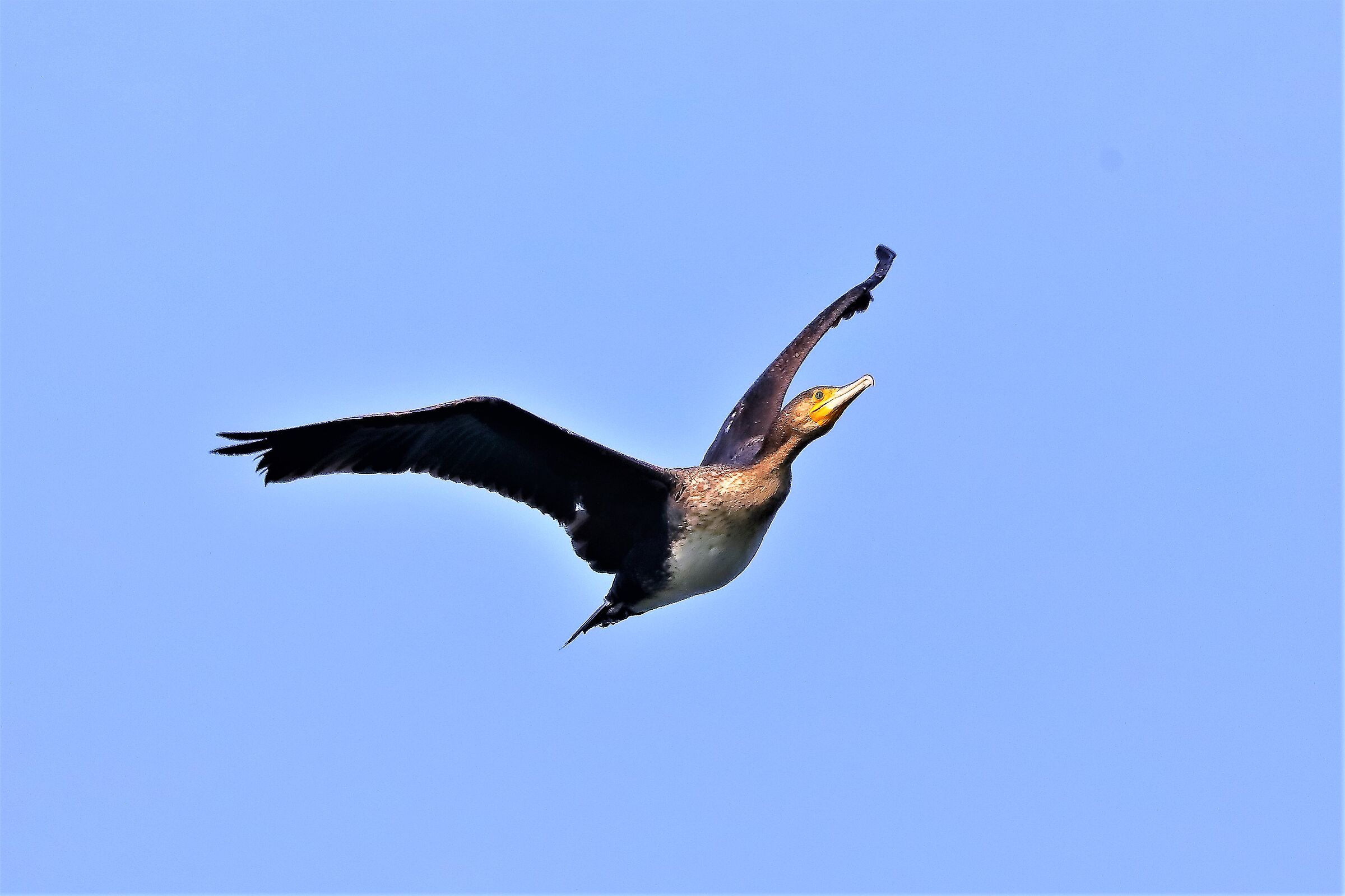 Cormorano 22-03-2023
