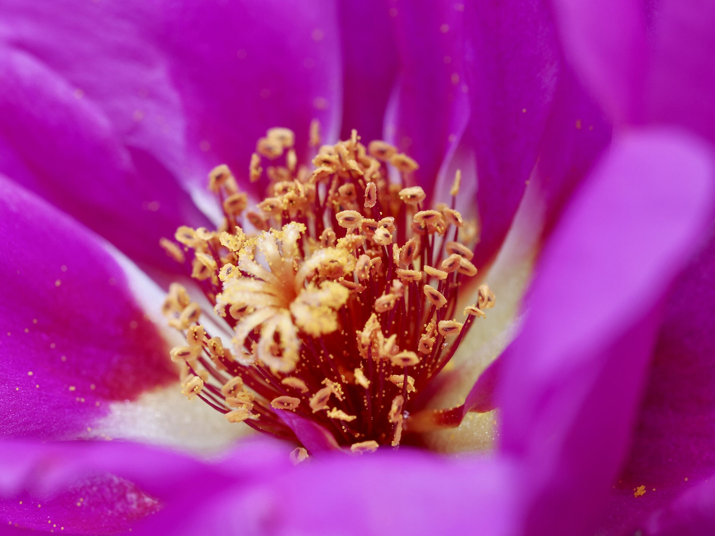 Portulaca Grandiflora