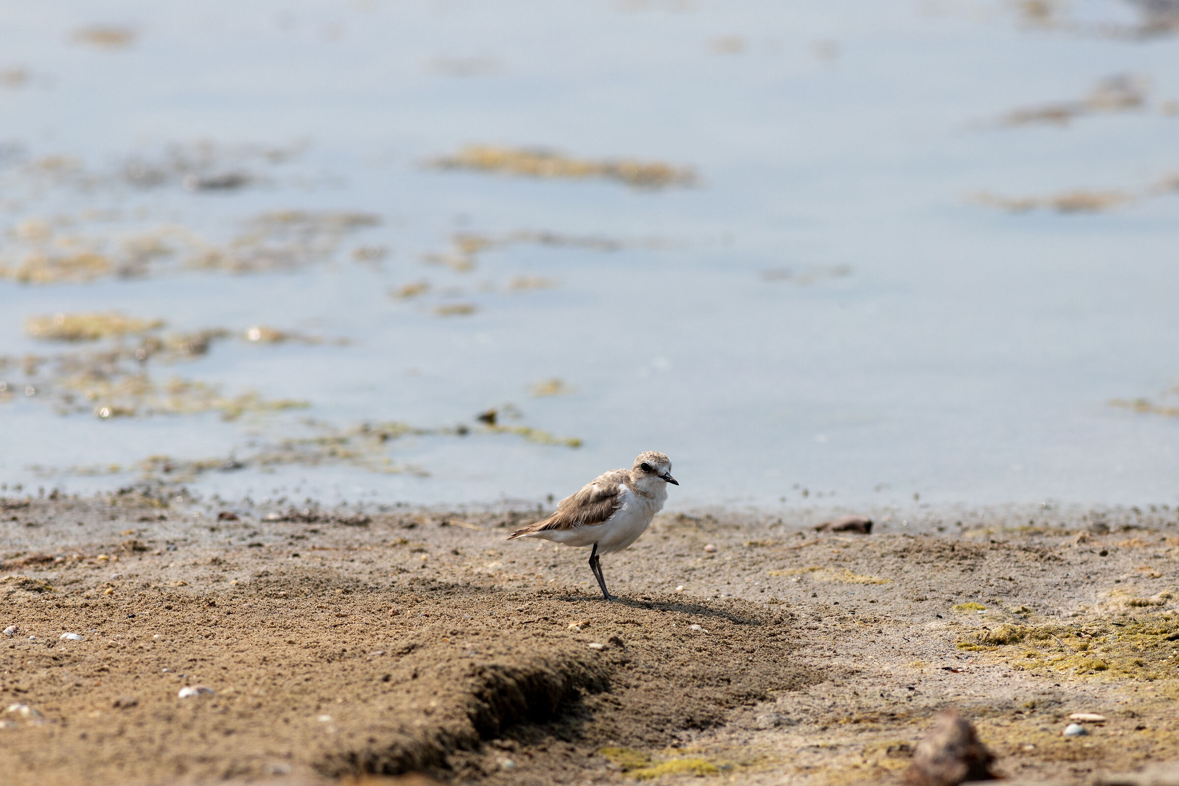 Plover