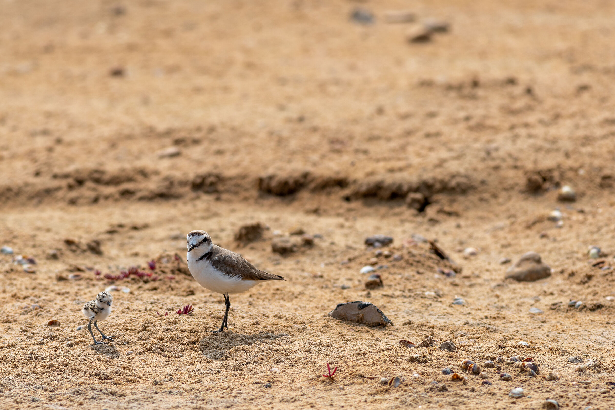 Plover and chick