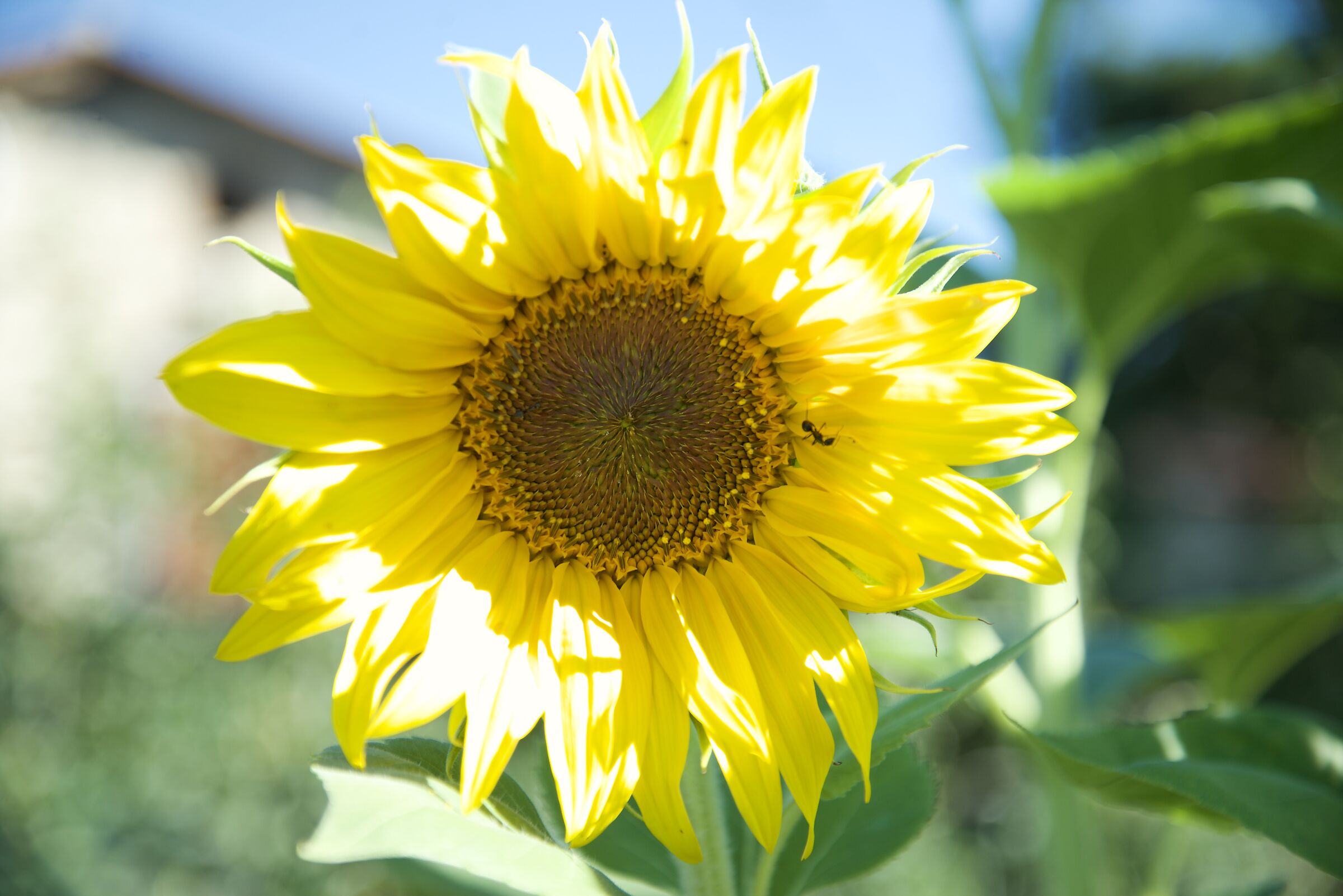 Il sole in uno scatto.
