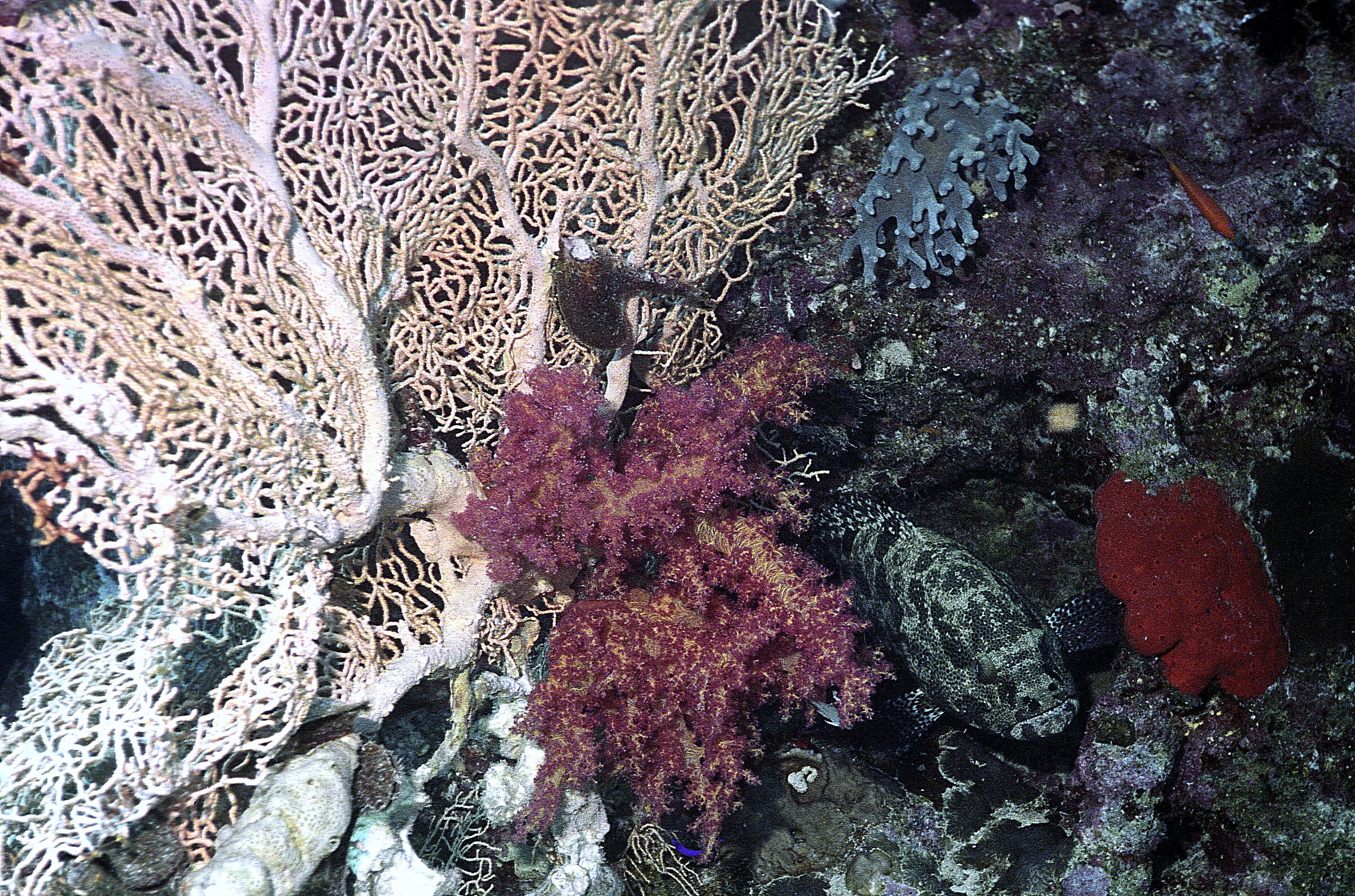 Red Sea Grouper (Epinephelus polyphekadion)