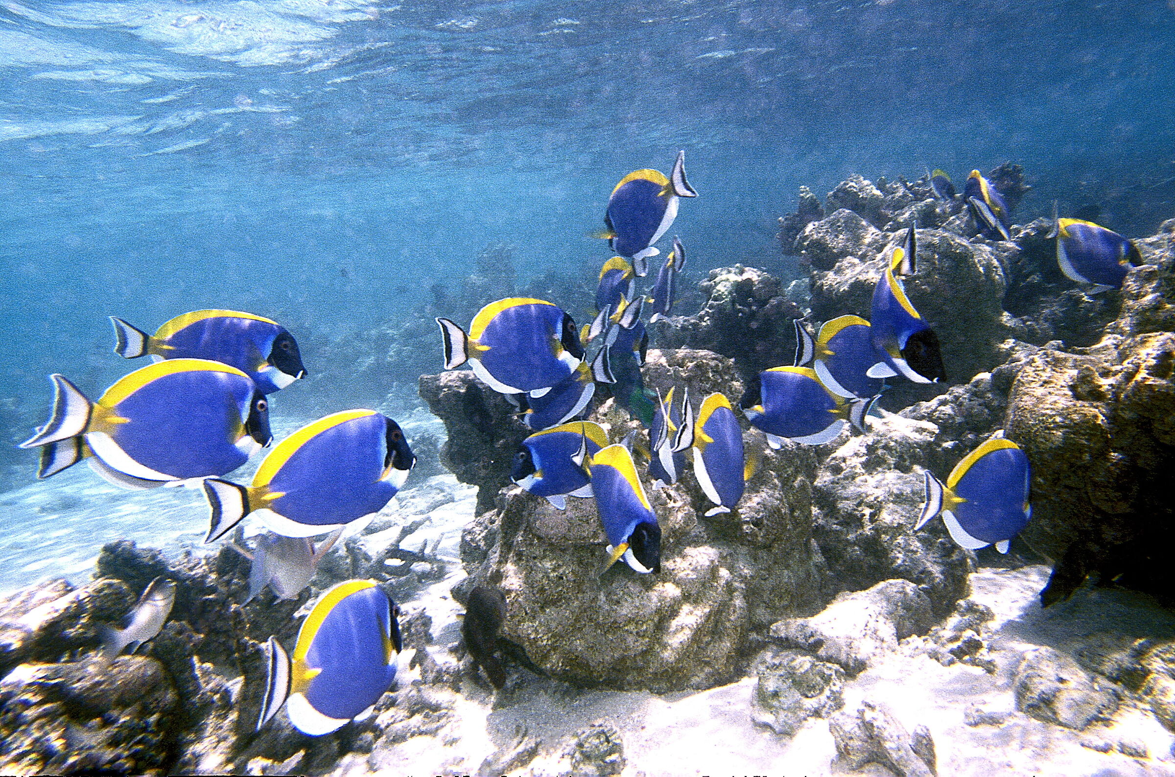 Maldives P Blue surgeon (Acanthurus leucosternon)