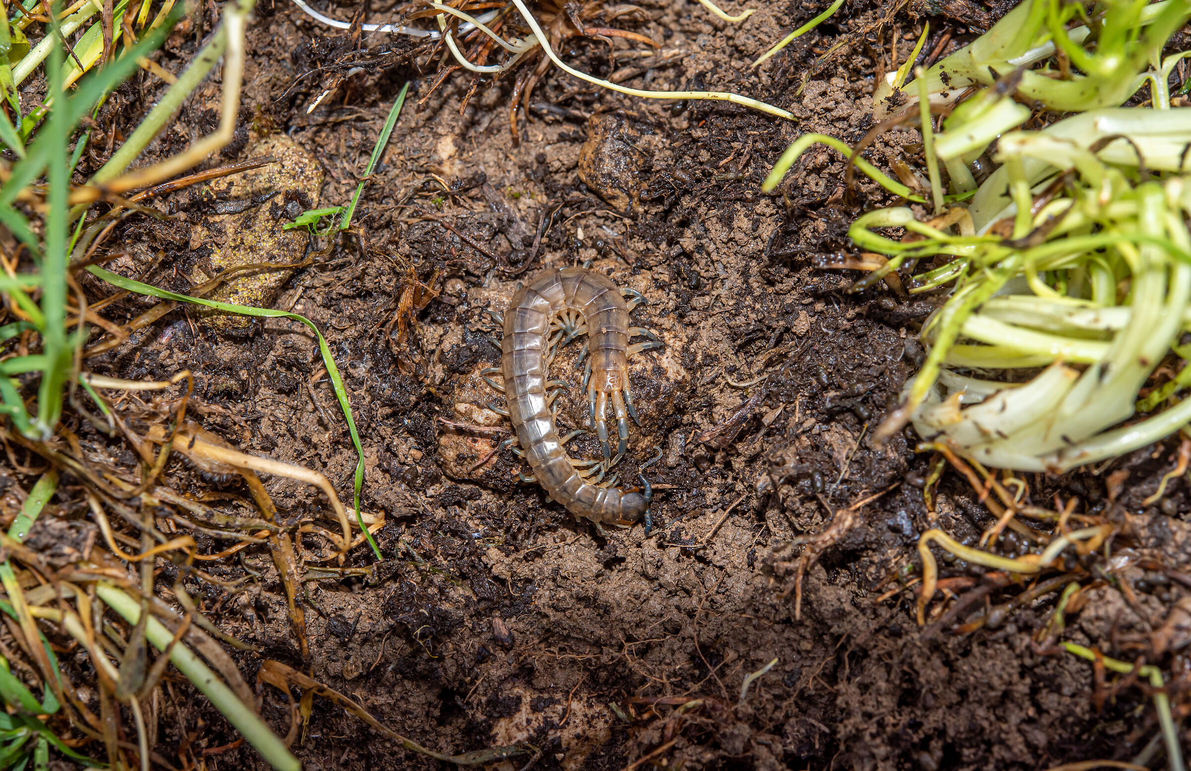 Scolopendra oraniensis