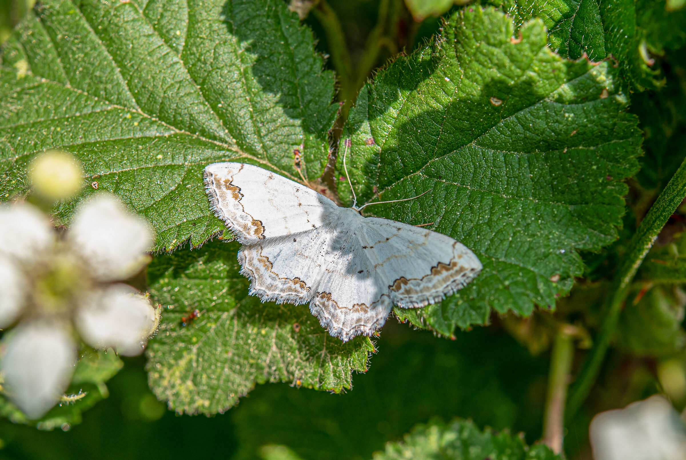 Ornate scopula