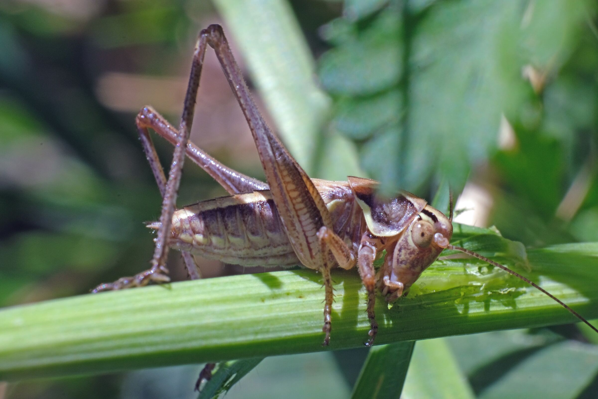 Déjeuner sur l'herbe