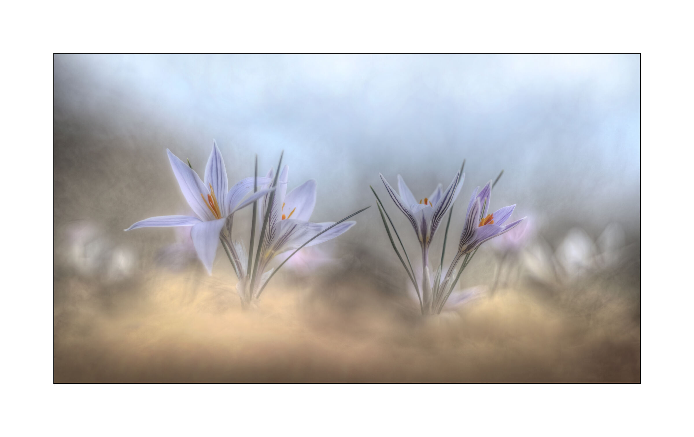 crocus reticulatus