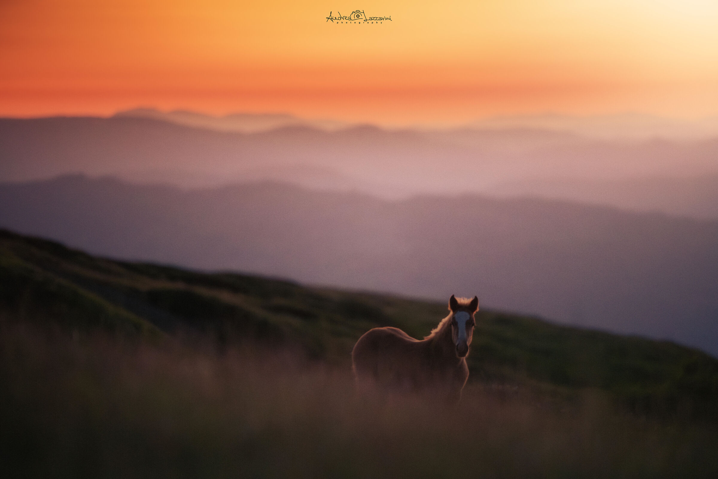 A Wild Sunset