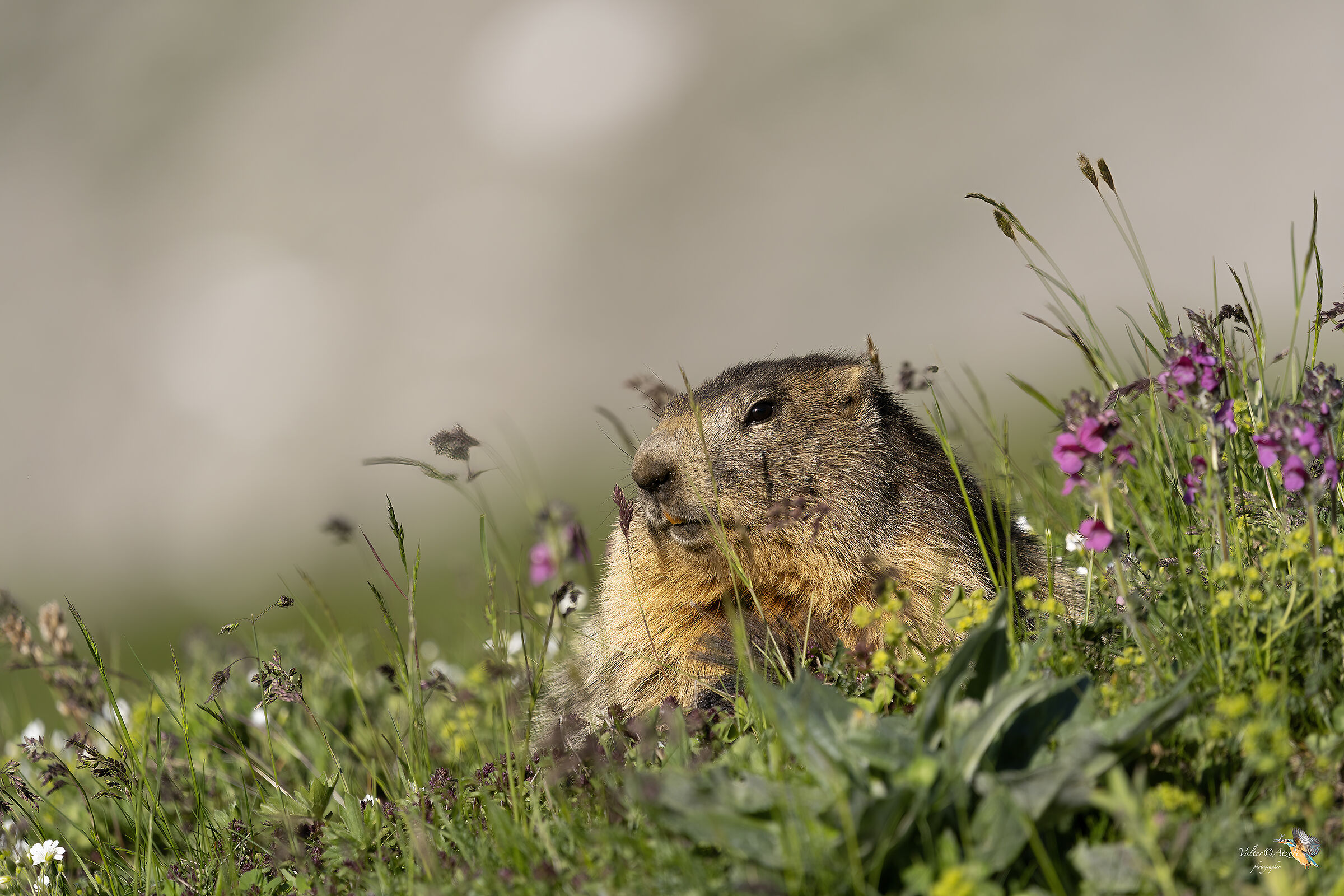 Marmotta