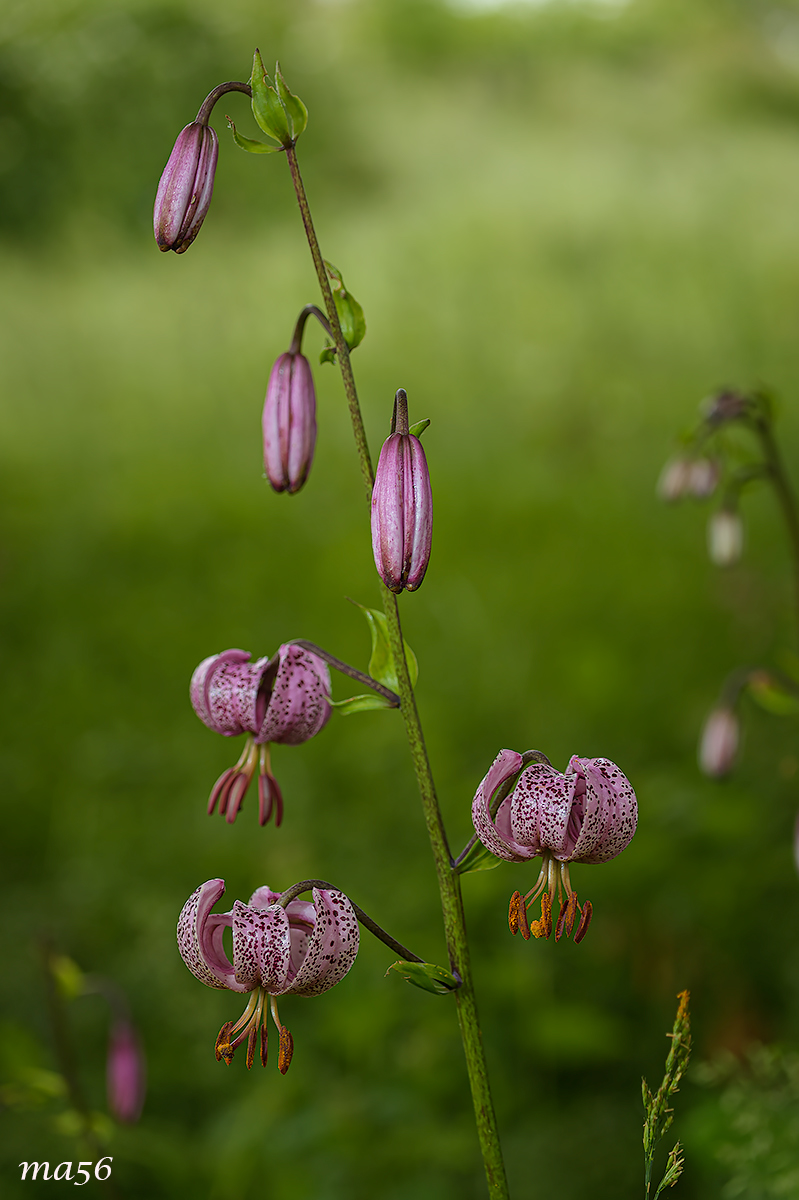 Lily Martagon