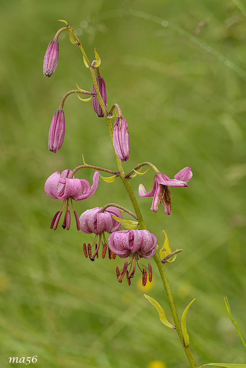Lily Martagon