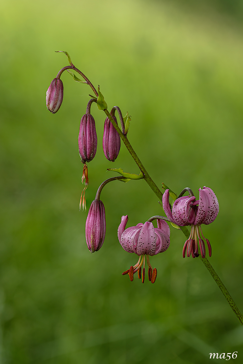 Lily Martagon