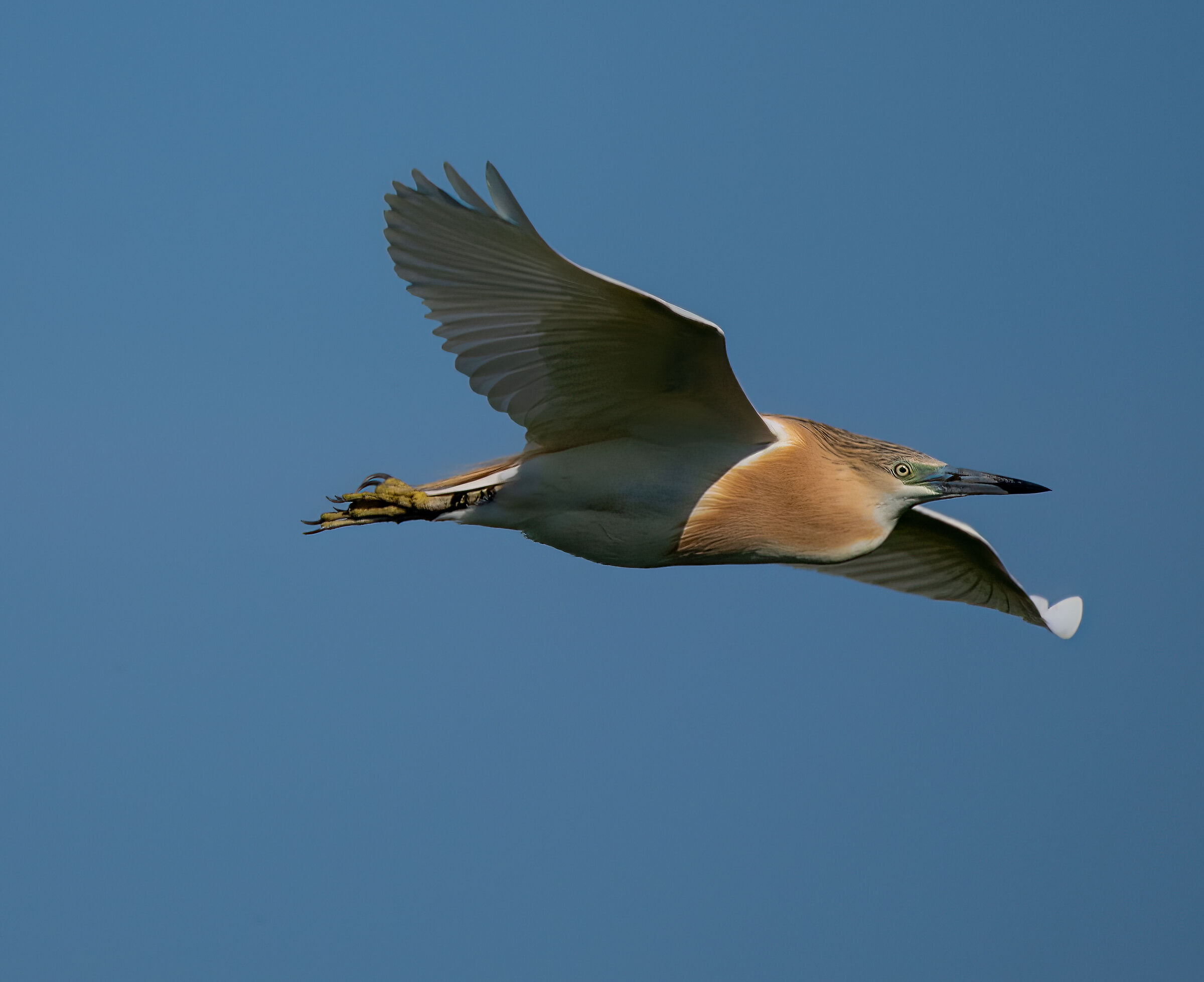 Sgarza ciuffetto in volo