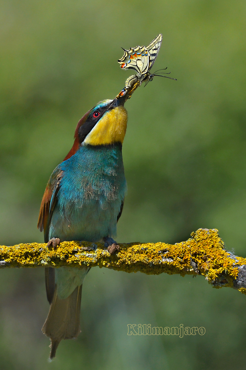 Bee-eater with butterfly