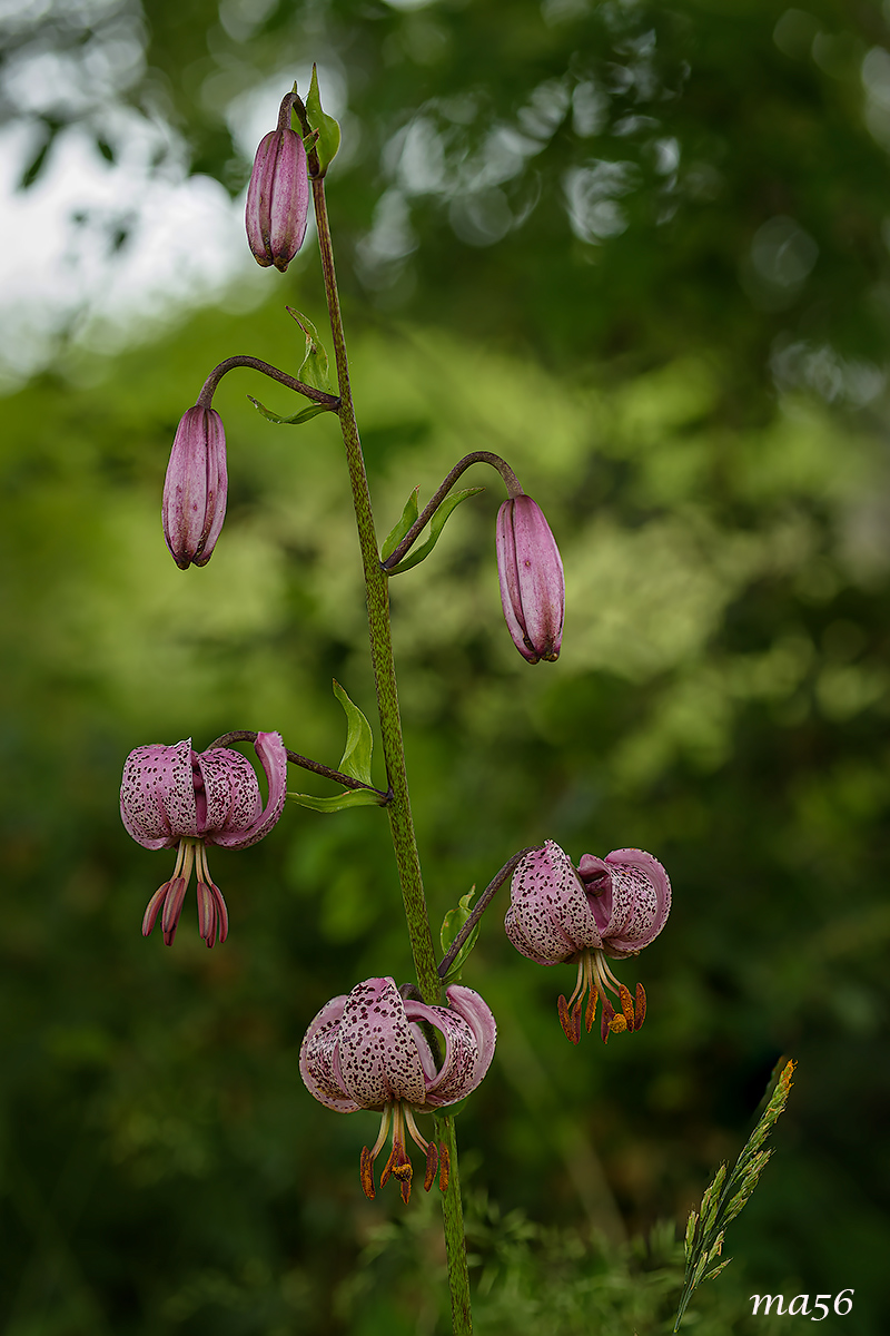 Lily Martagon