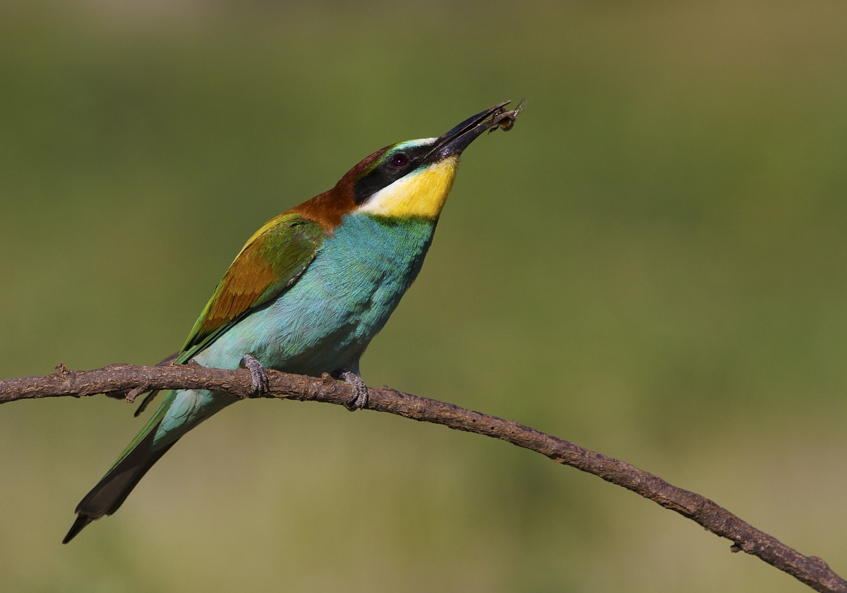 Bee-eater