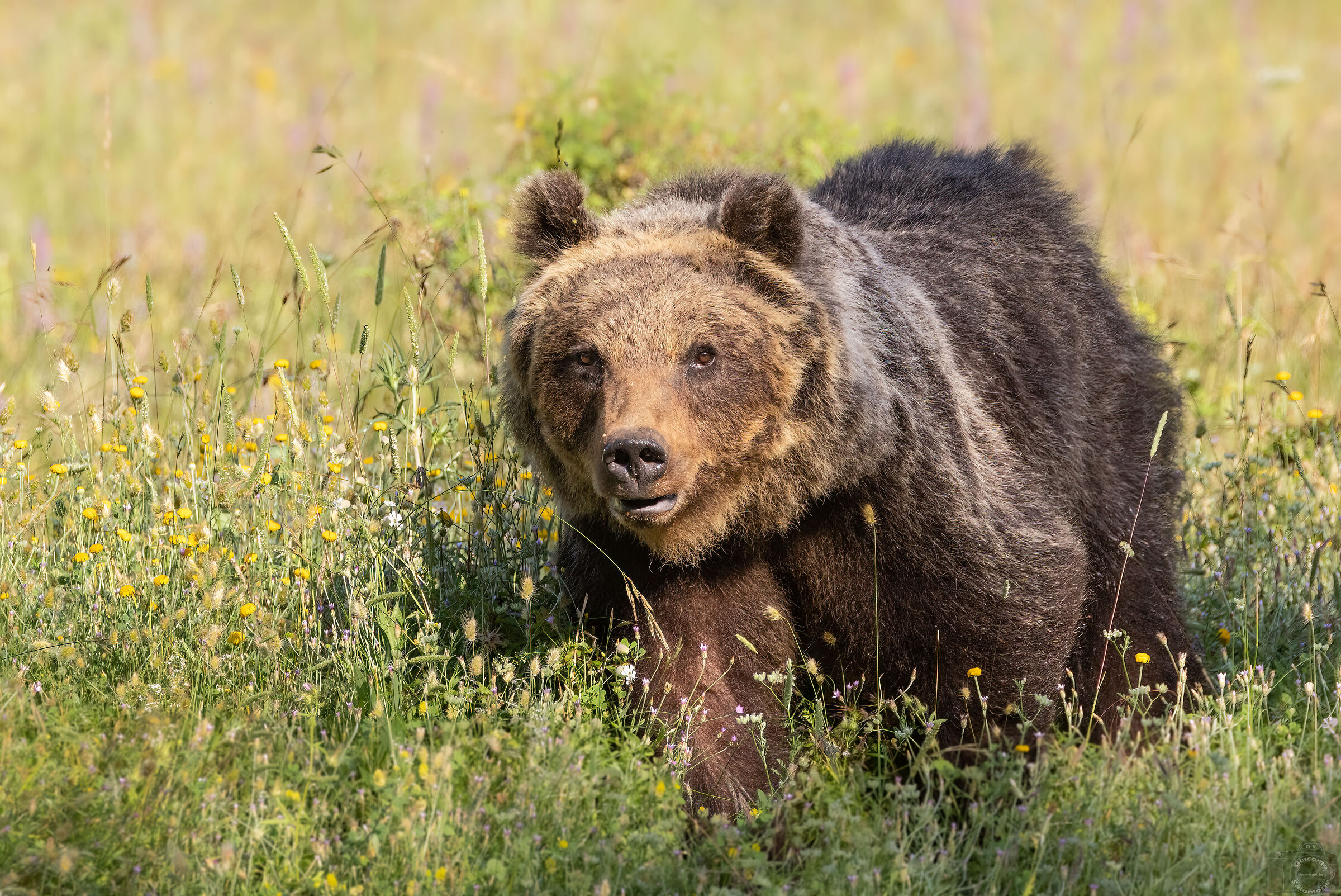 The beautiful Amarena.