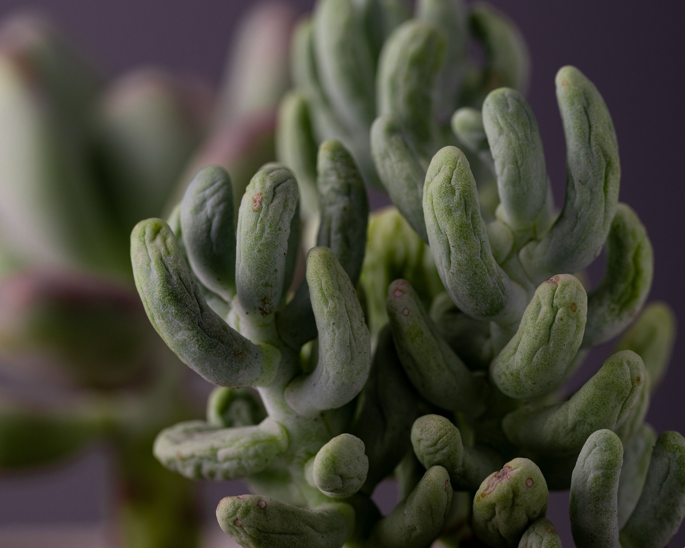 crassula