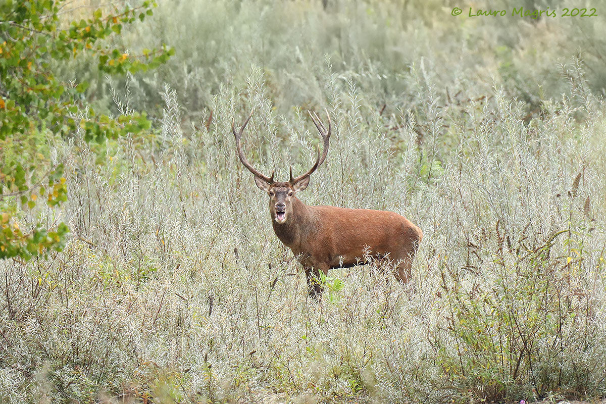 Bramito solitario