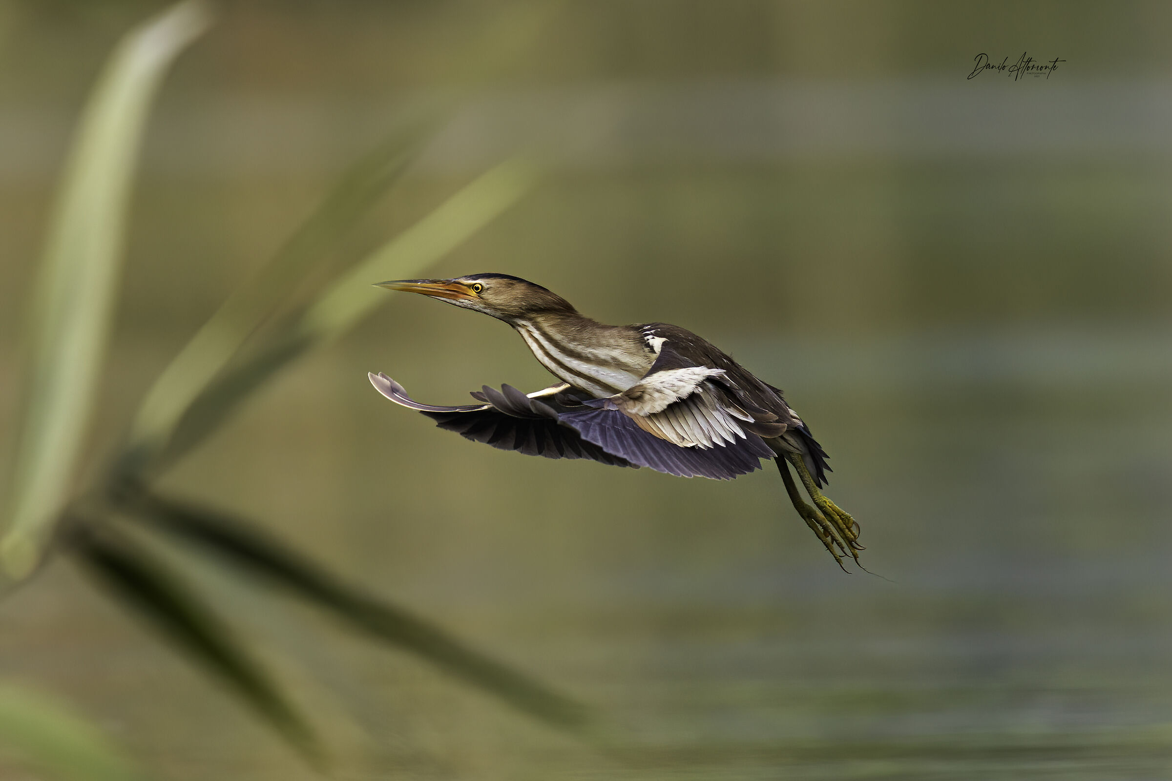 Little bittern