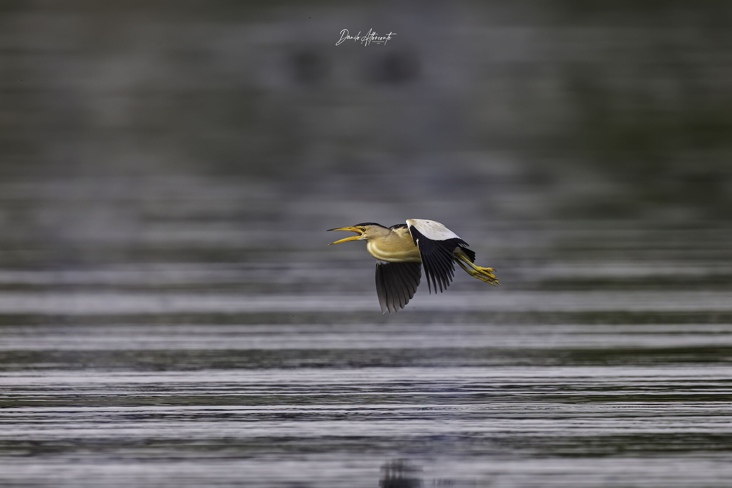 Little bittern