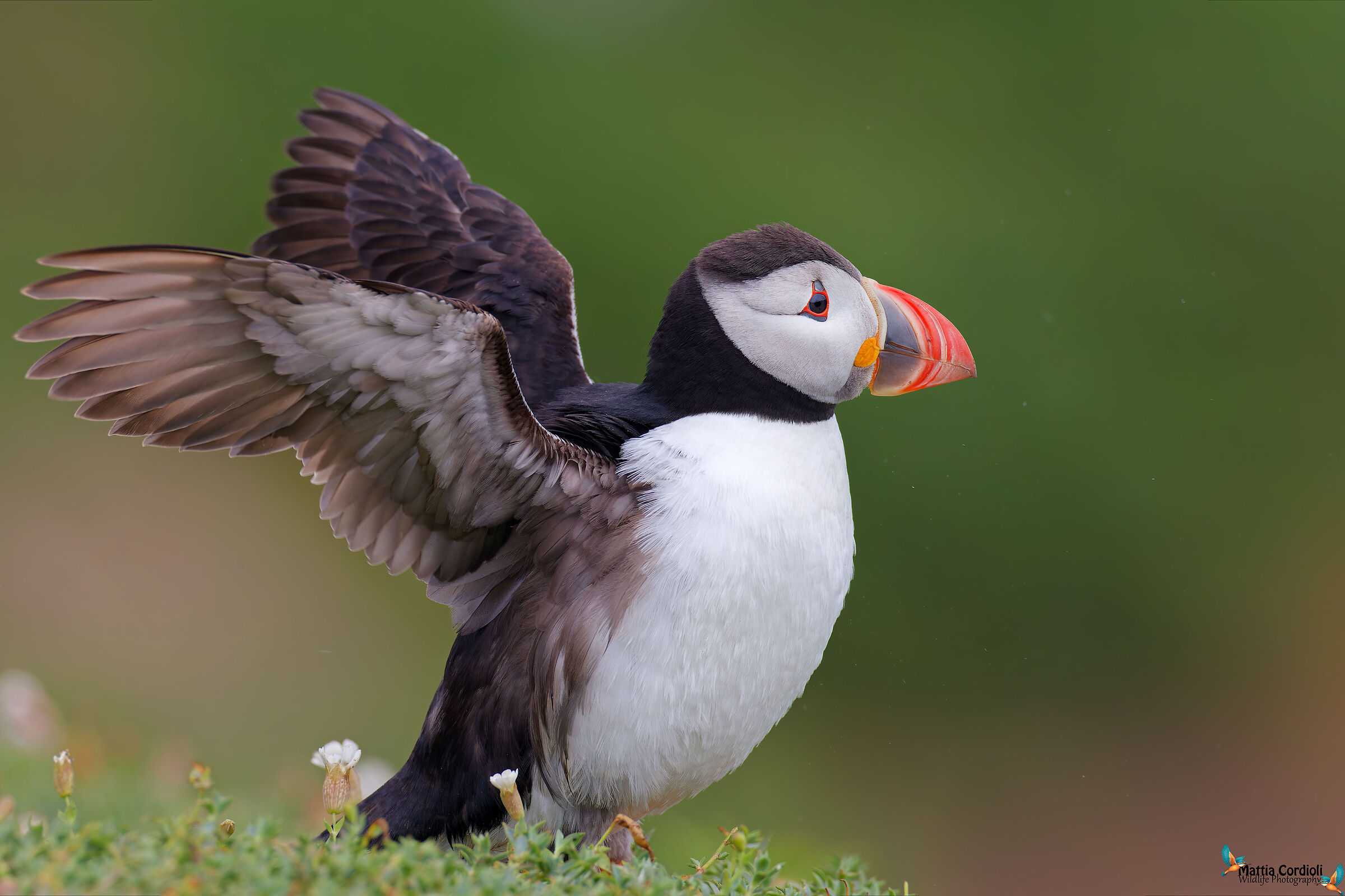 on the wings of freedom