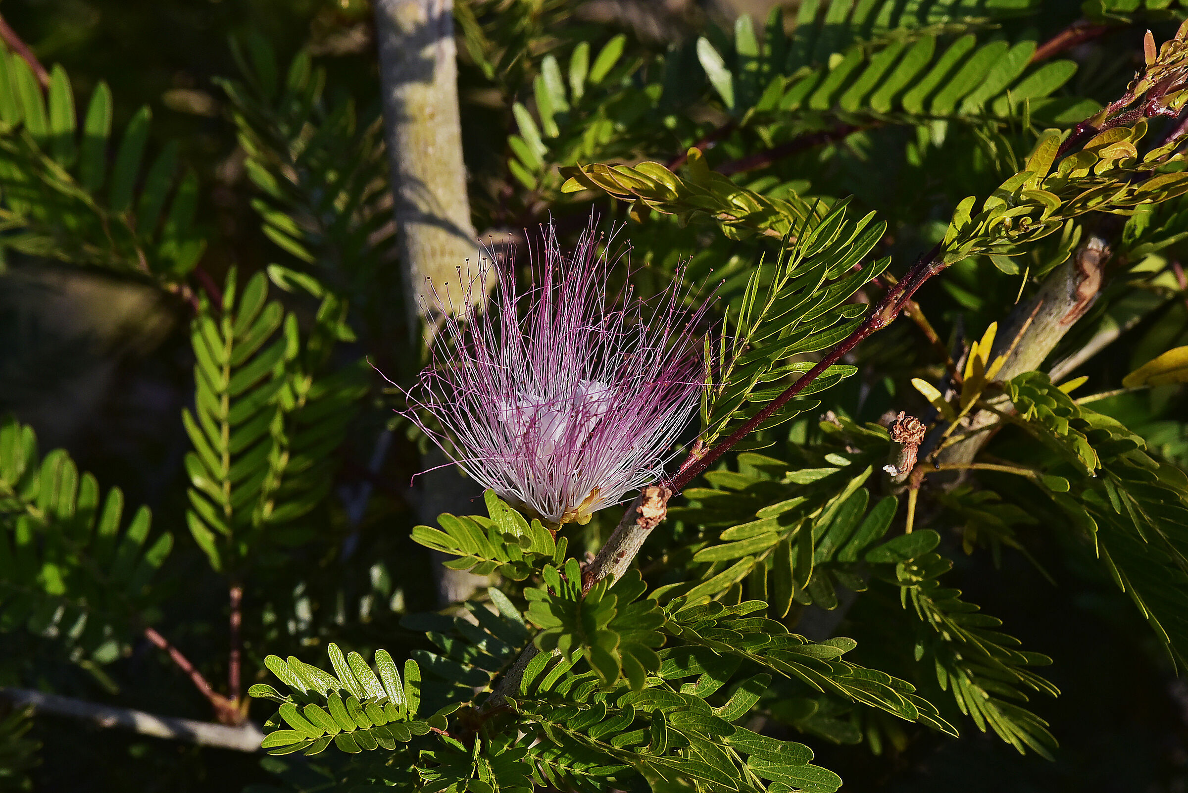 Lusaka Zambia