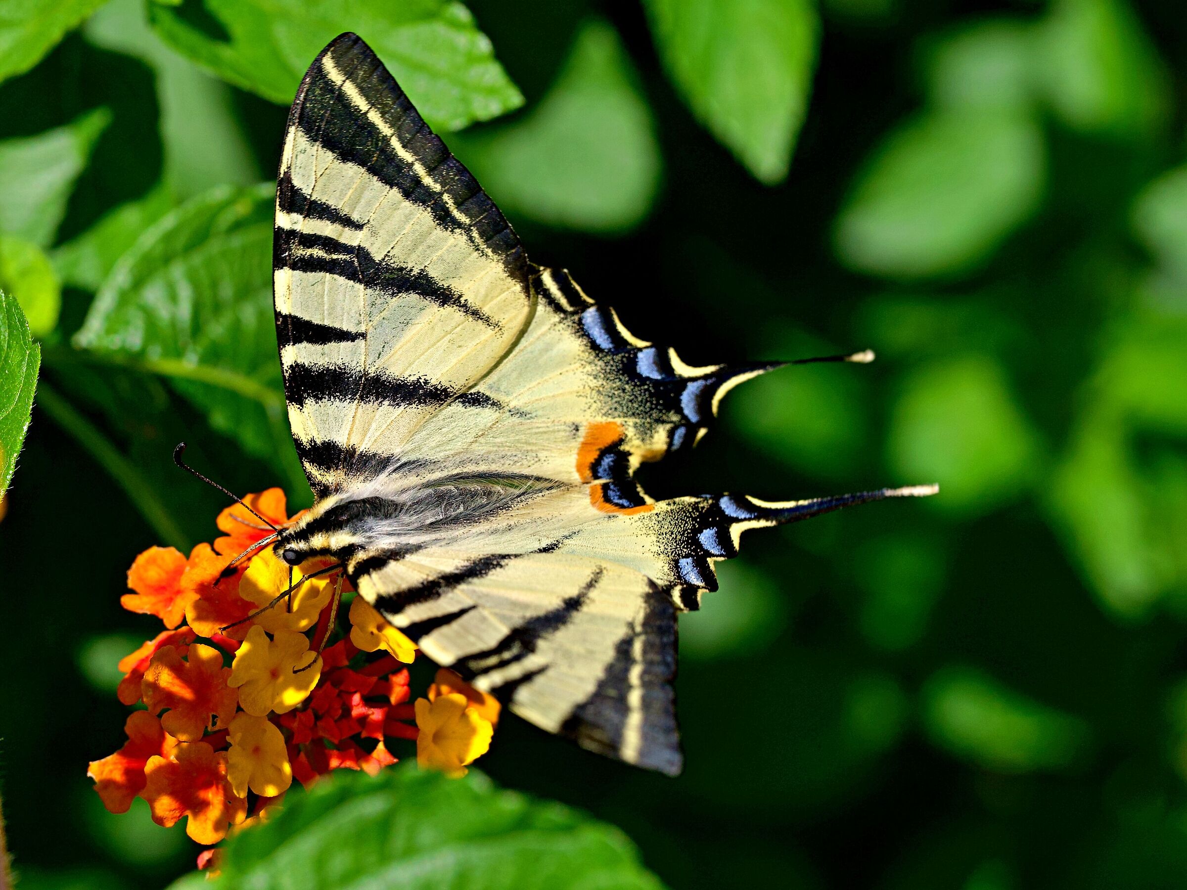 Iphiclides podalirius