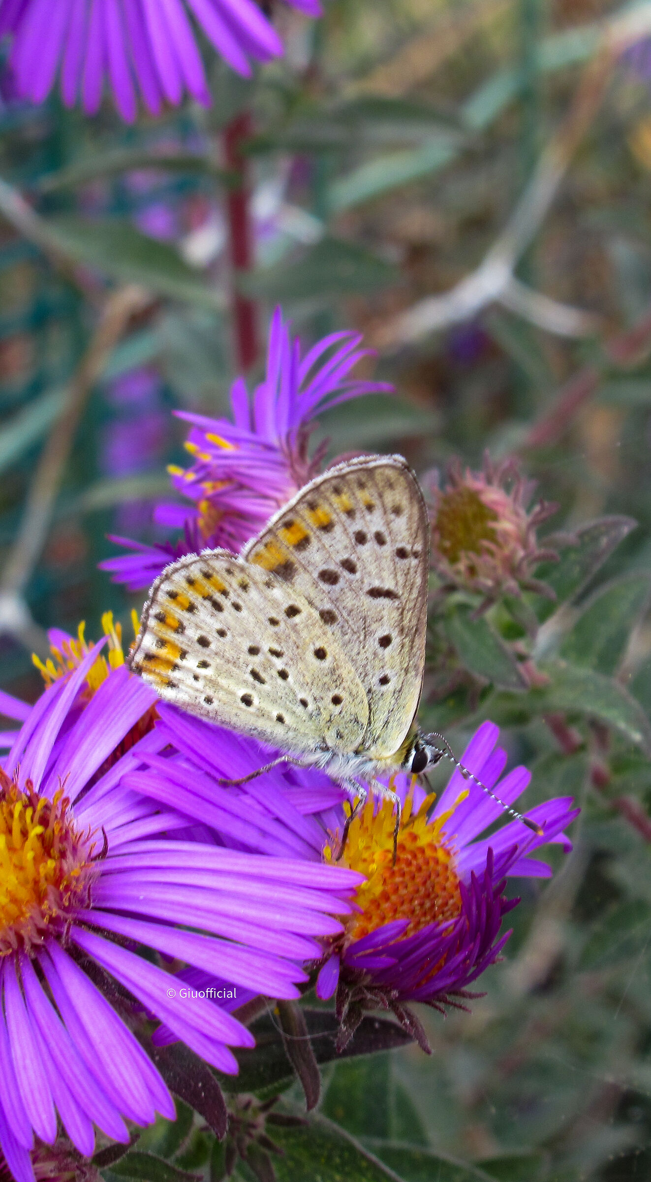 I colori della natura?