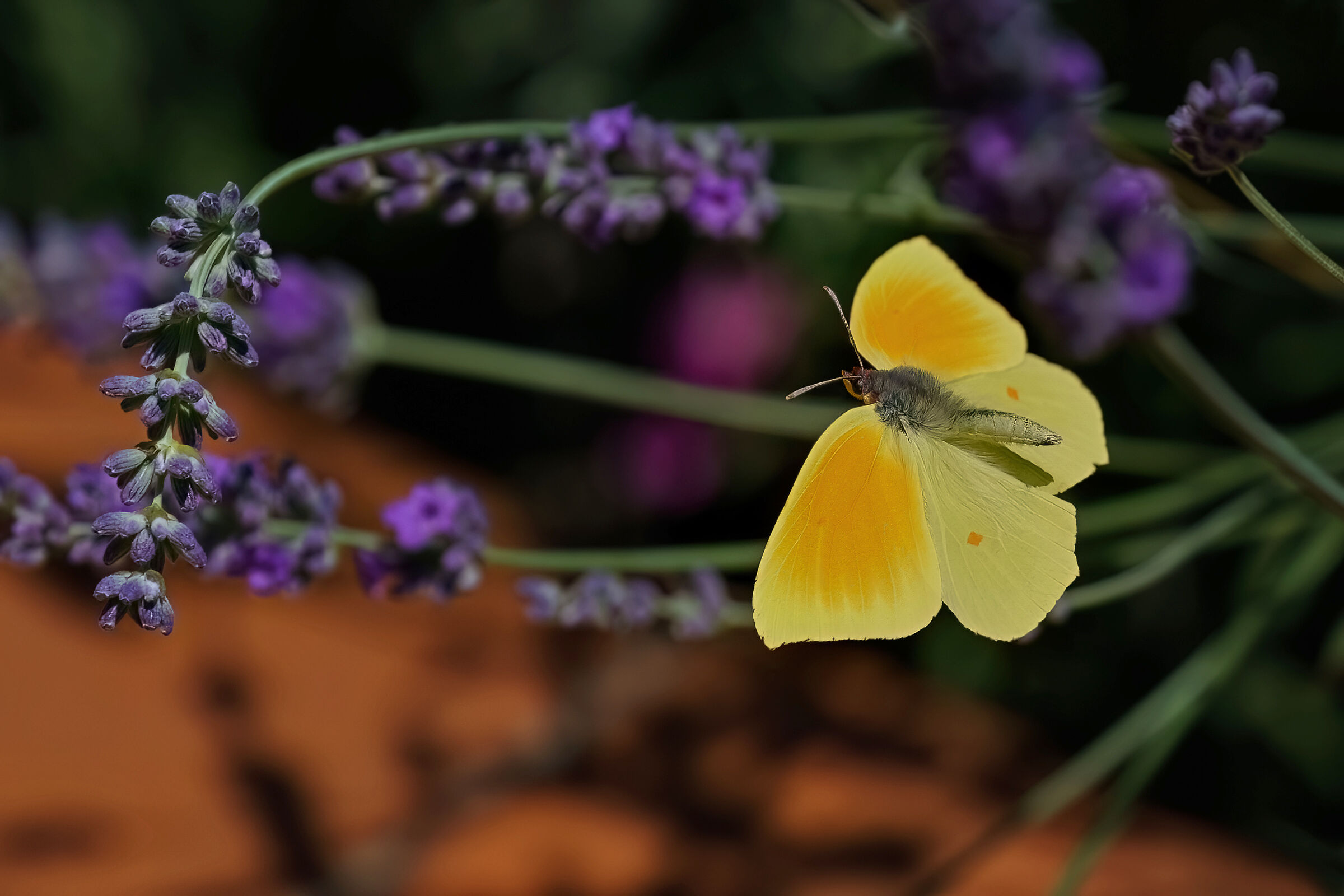 Cedronella in volo