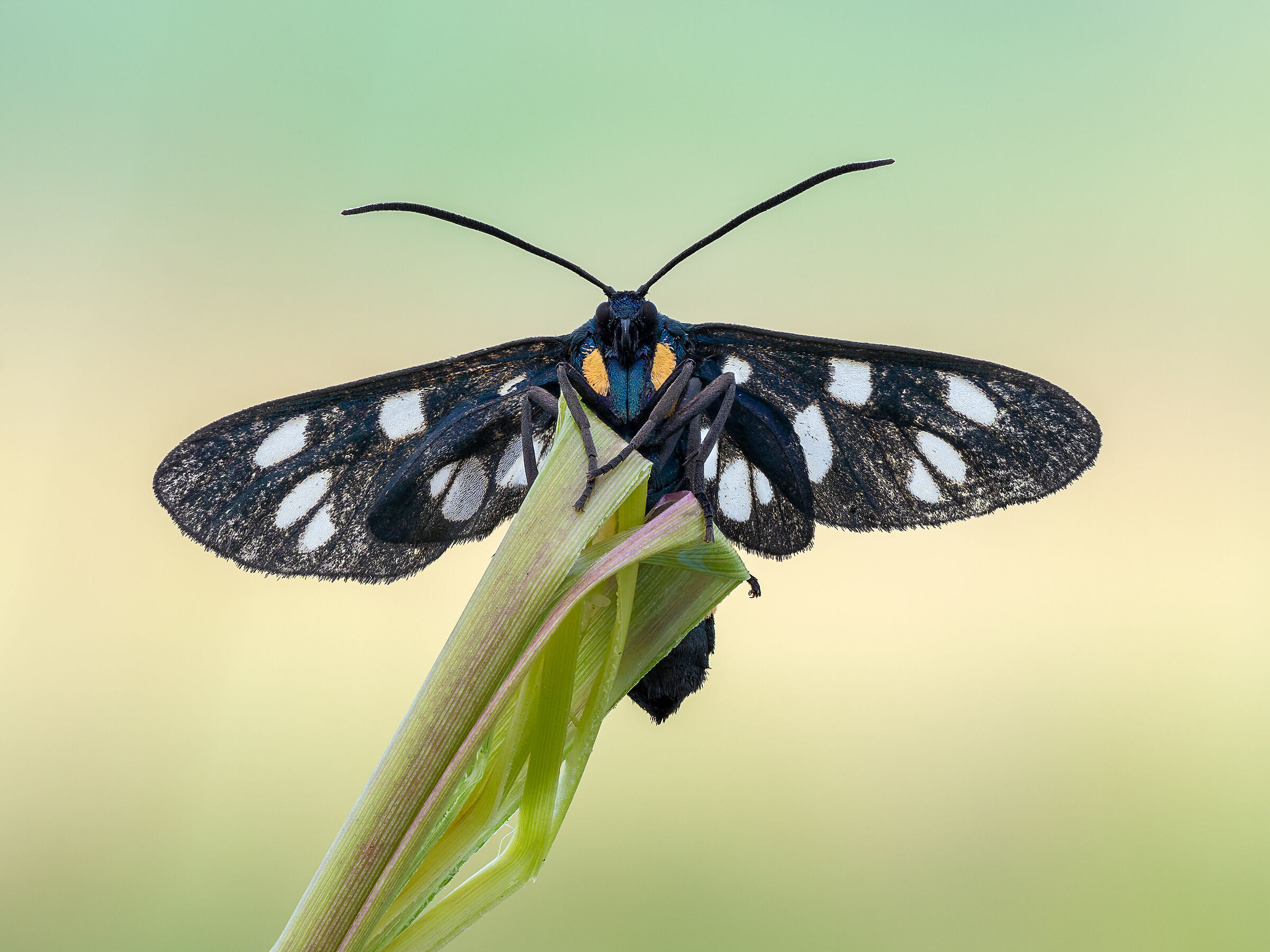 Amata phegea
