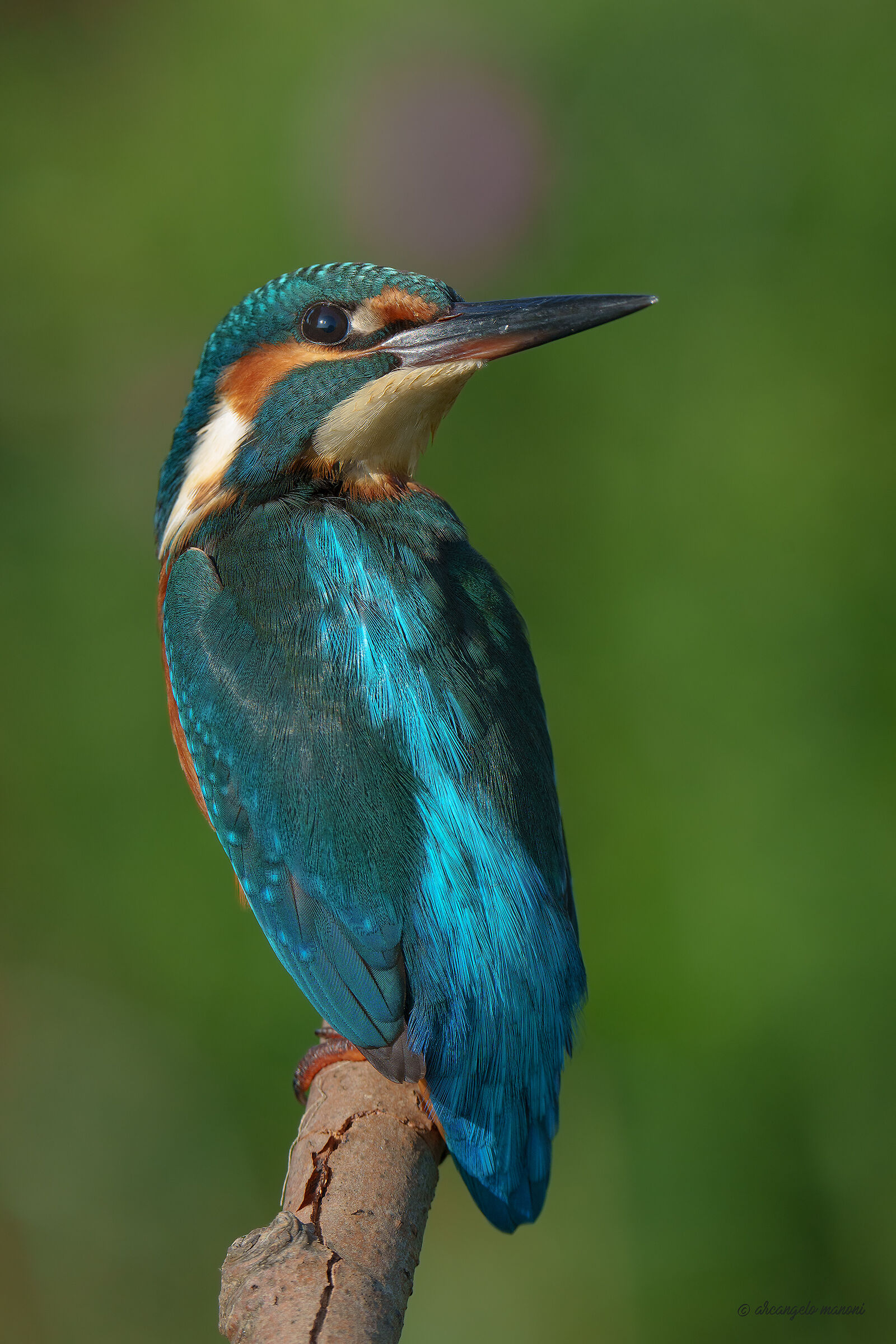 Alcedo atthis