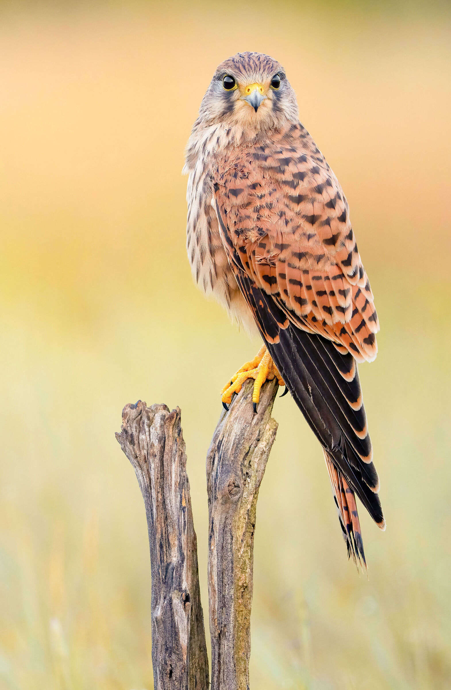 young kestrel