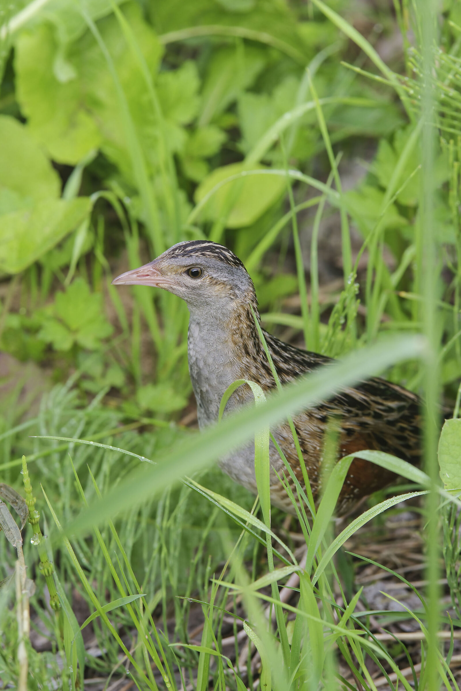 King of quail (Crex crex)