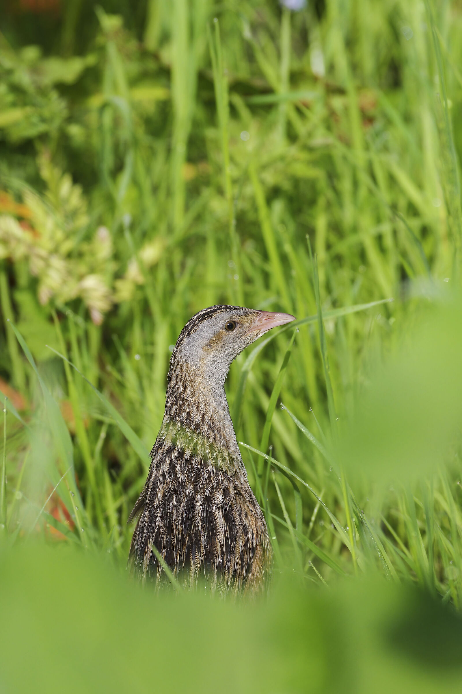 King of quail (Crex crex)