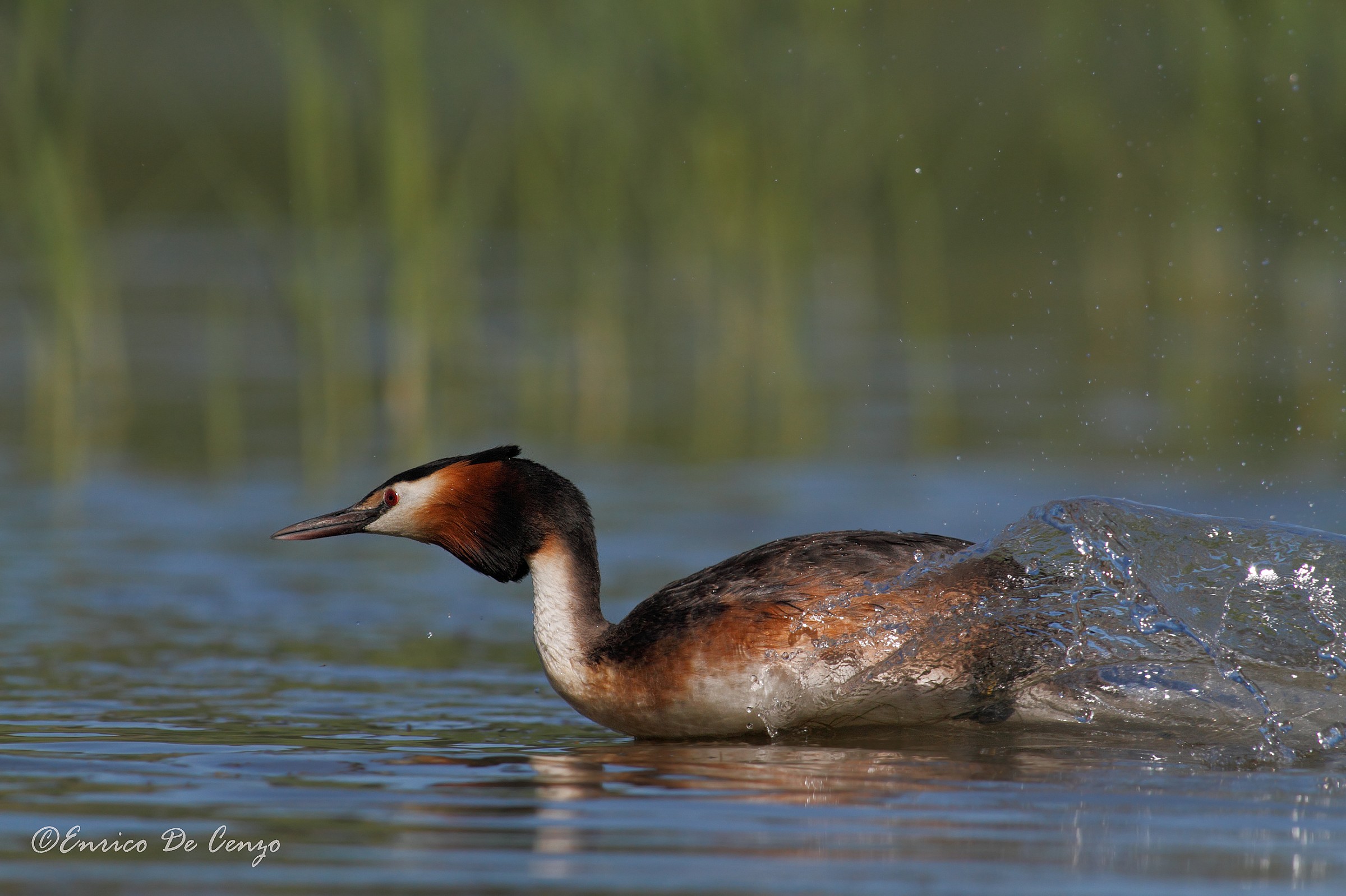 Grebe