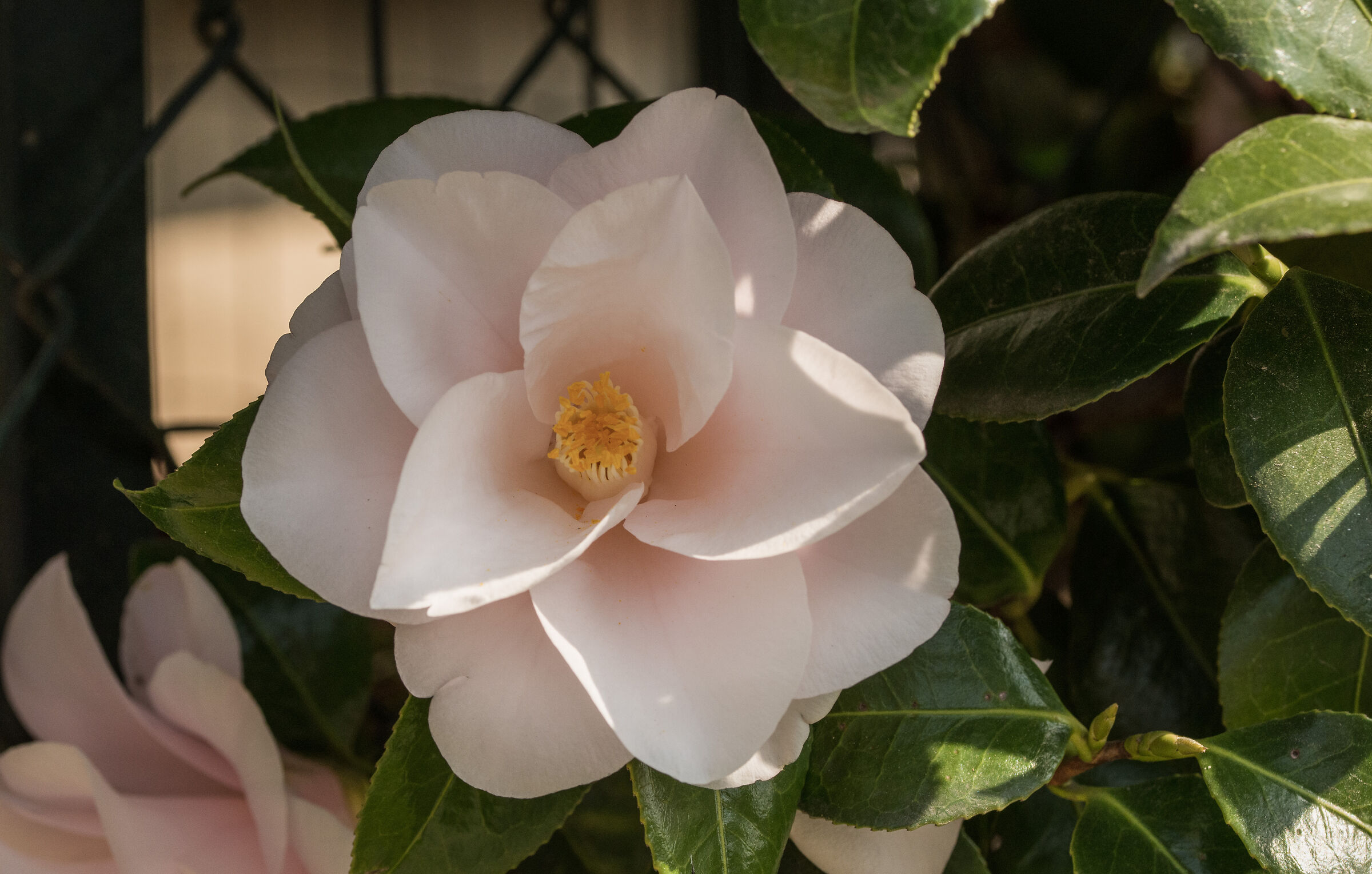 camellia