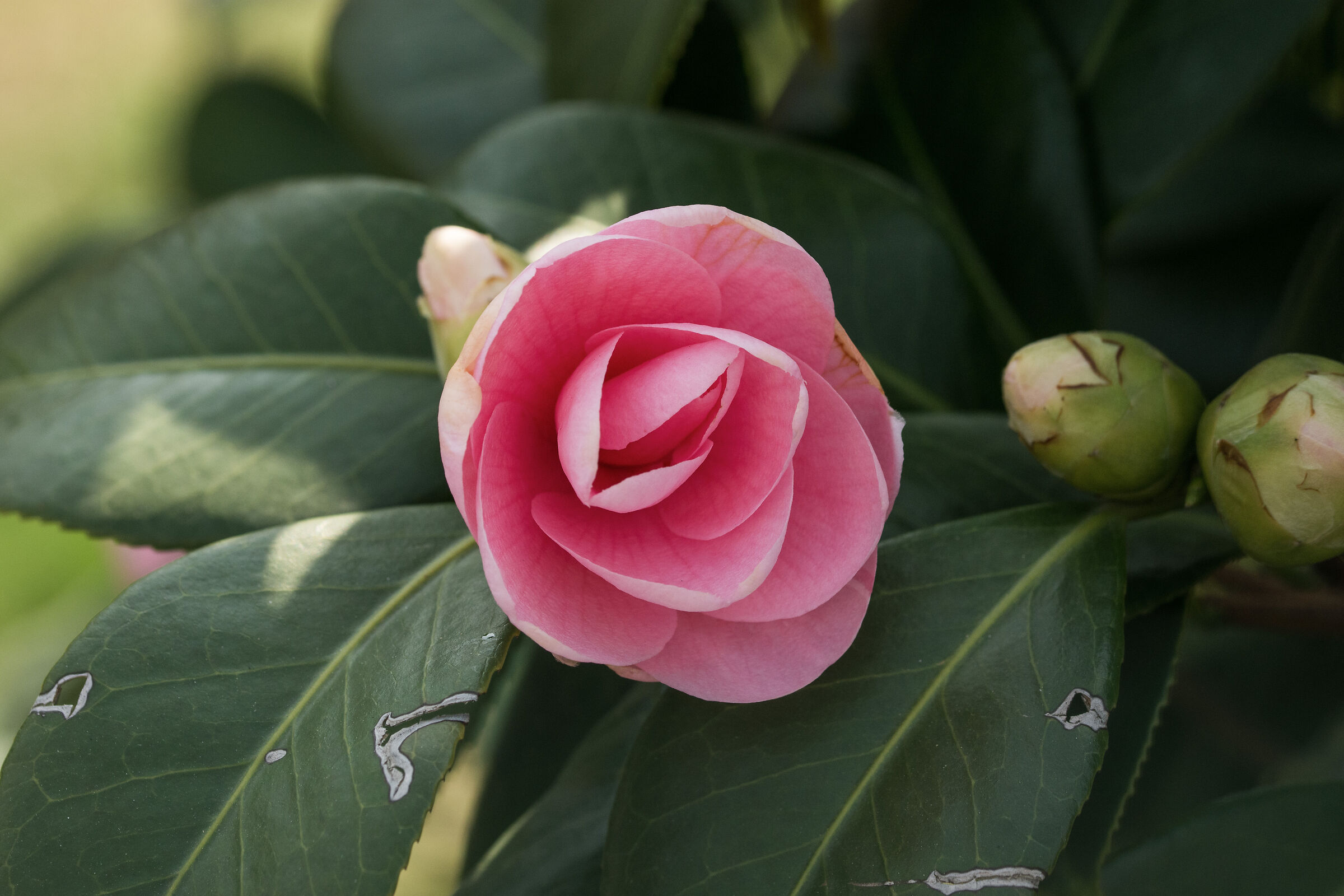 camellia
