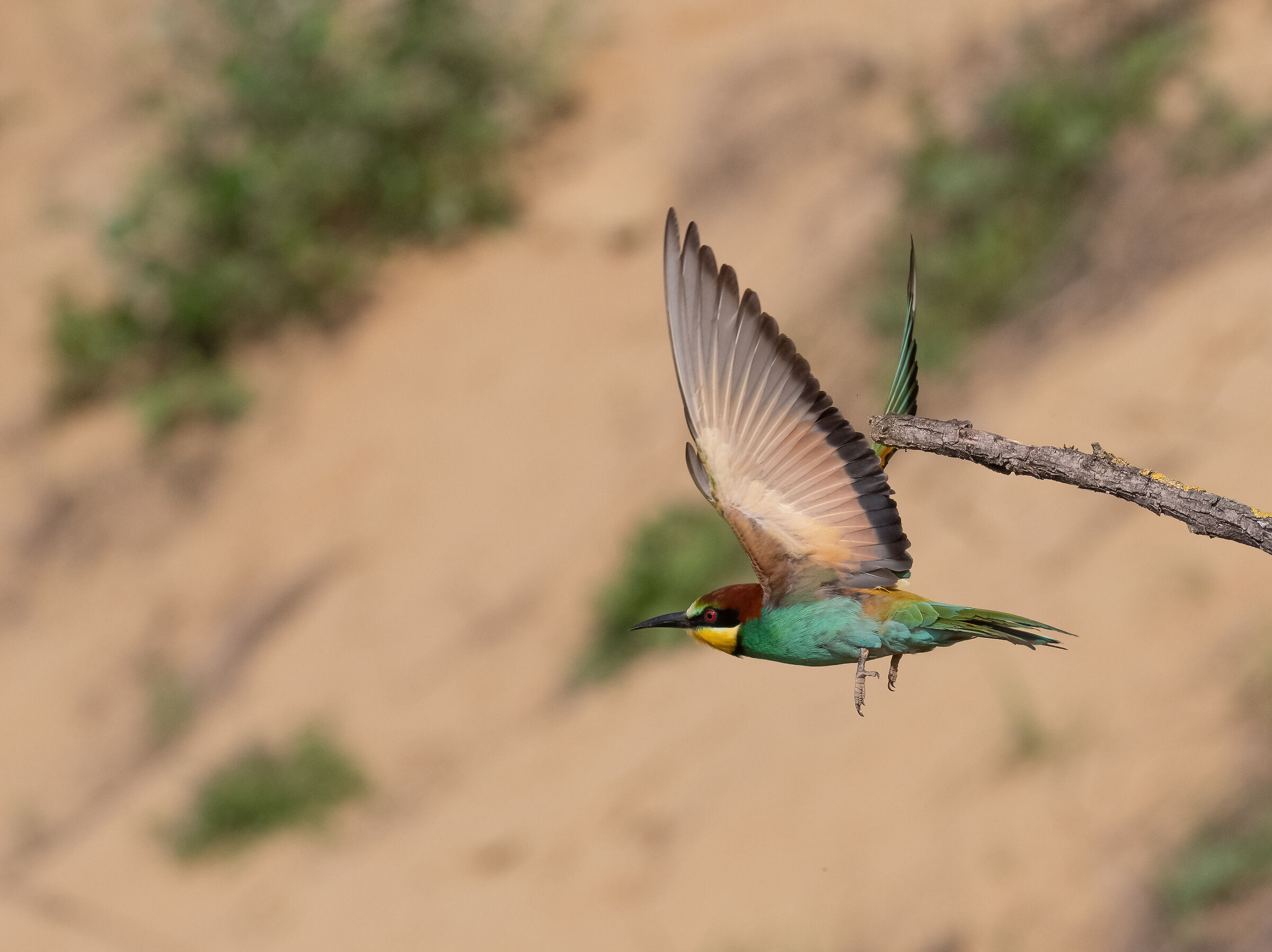 bee-eater