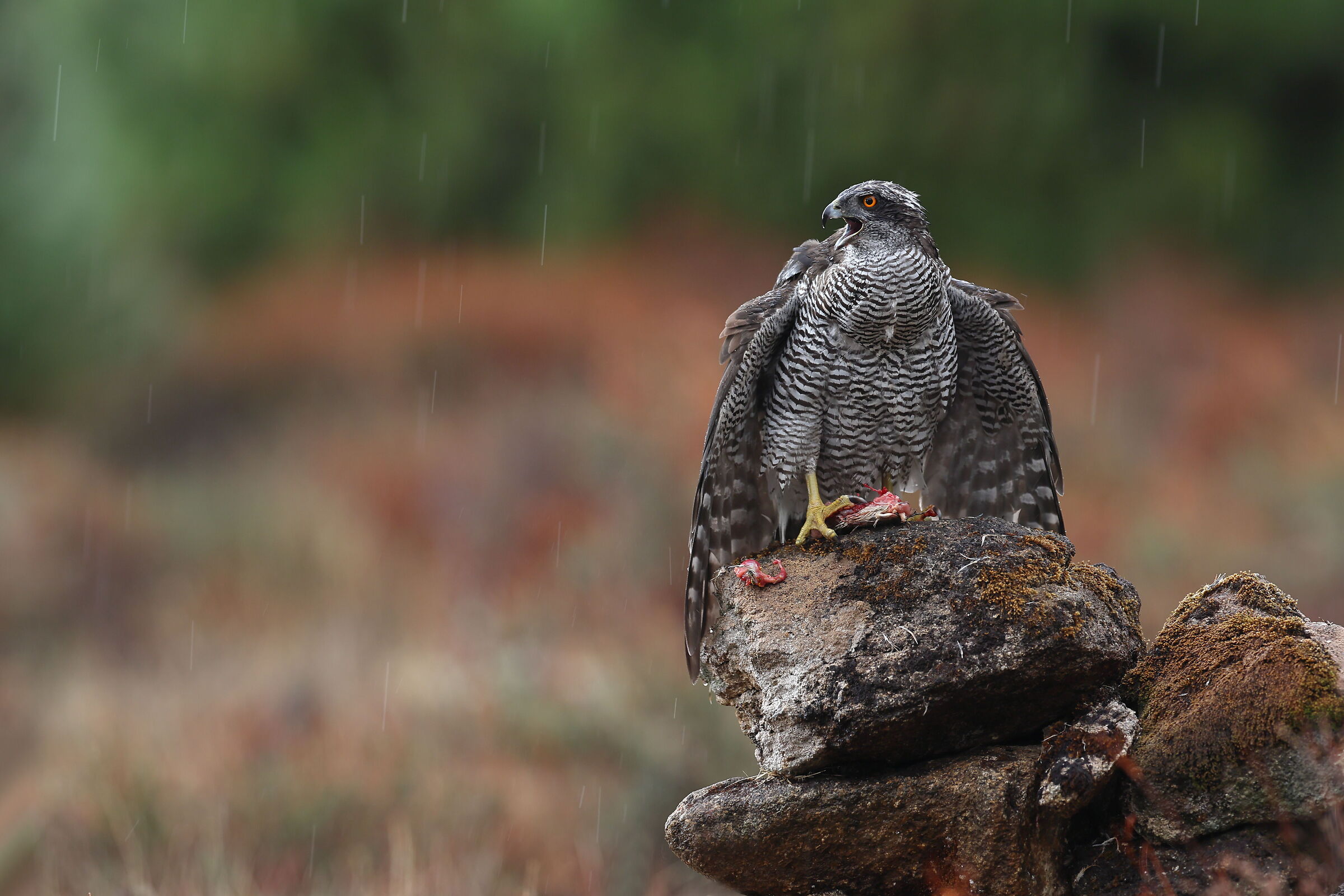 Astore sotto il diluvio