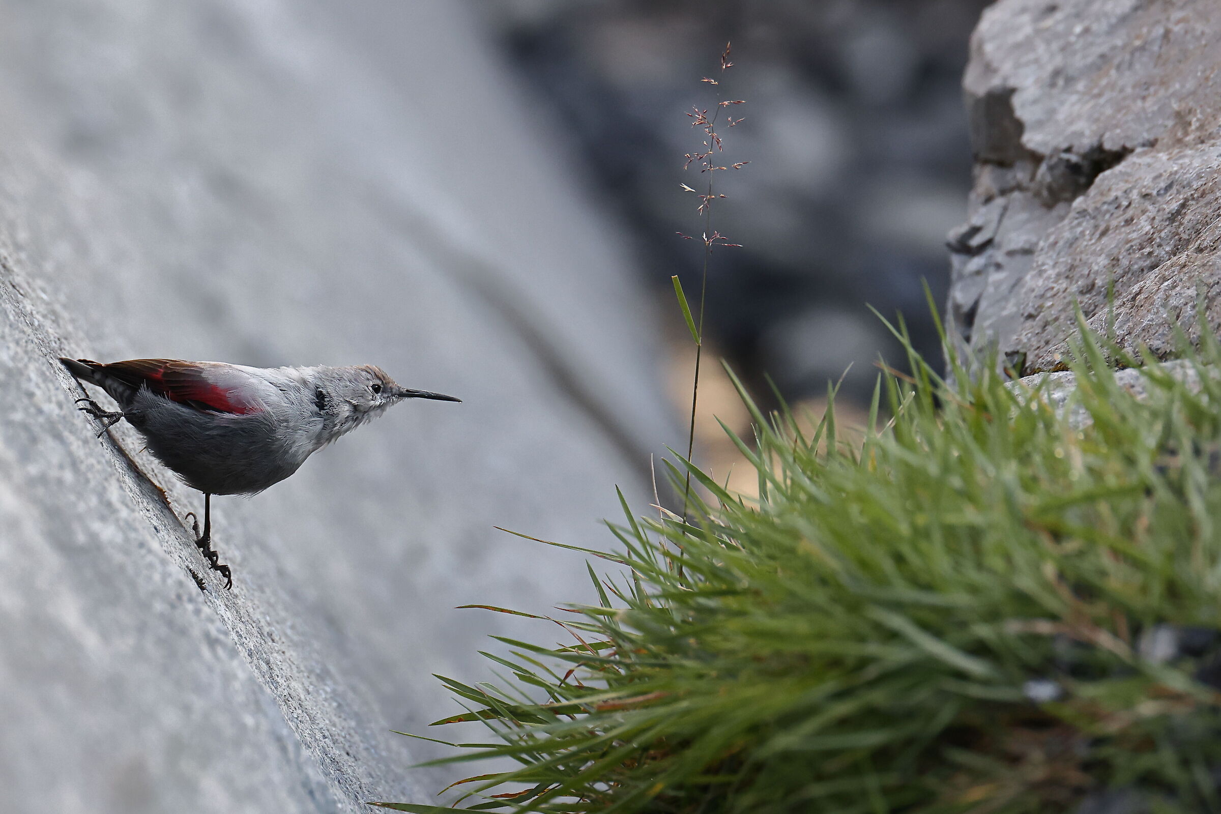 Wallcreeper