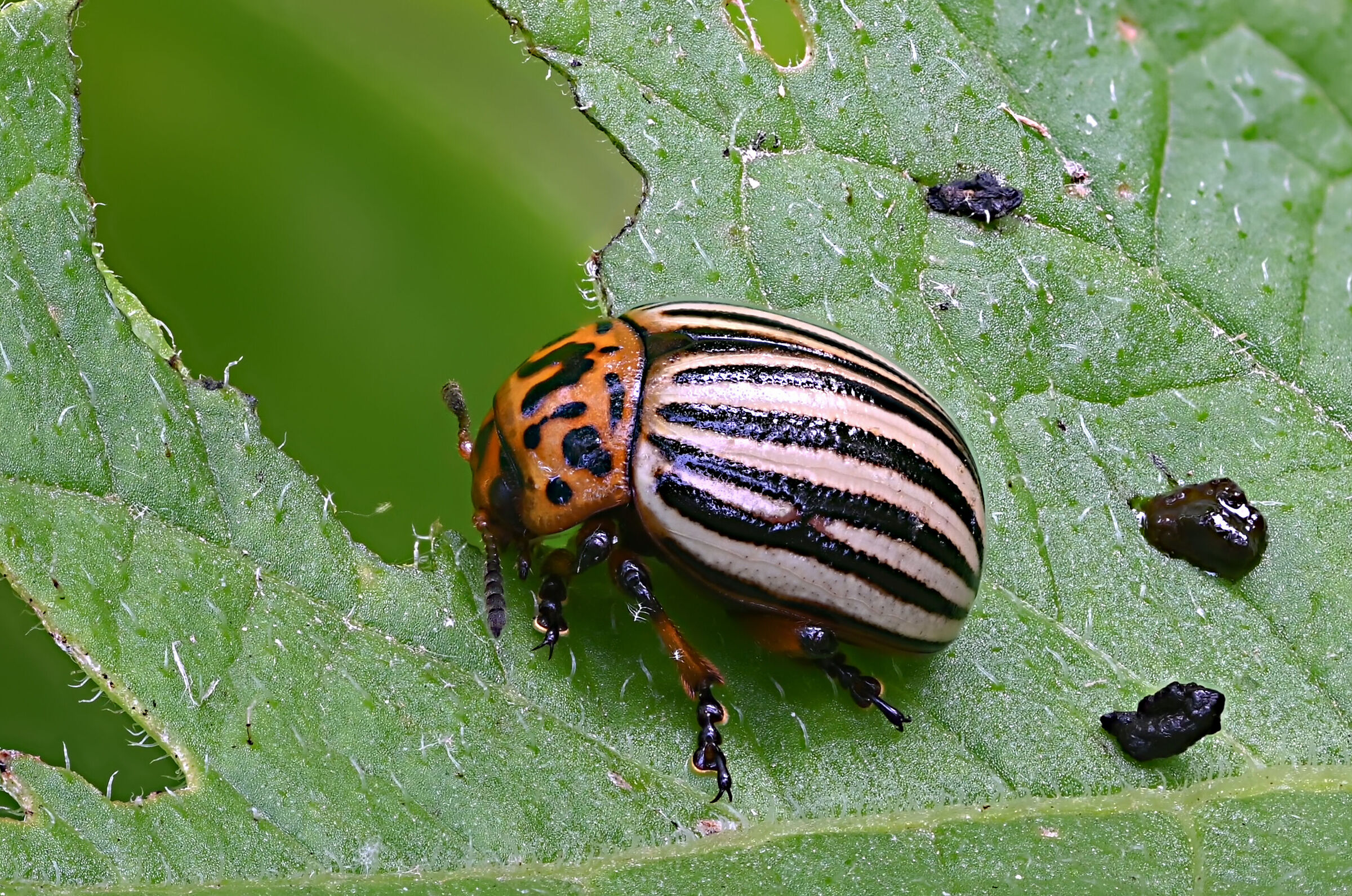 e' tutto un mangia mangia