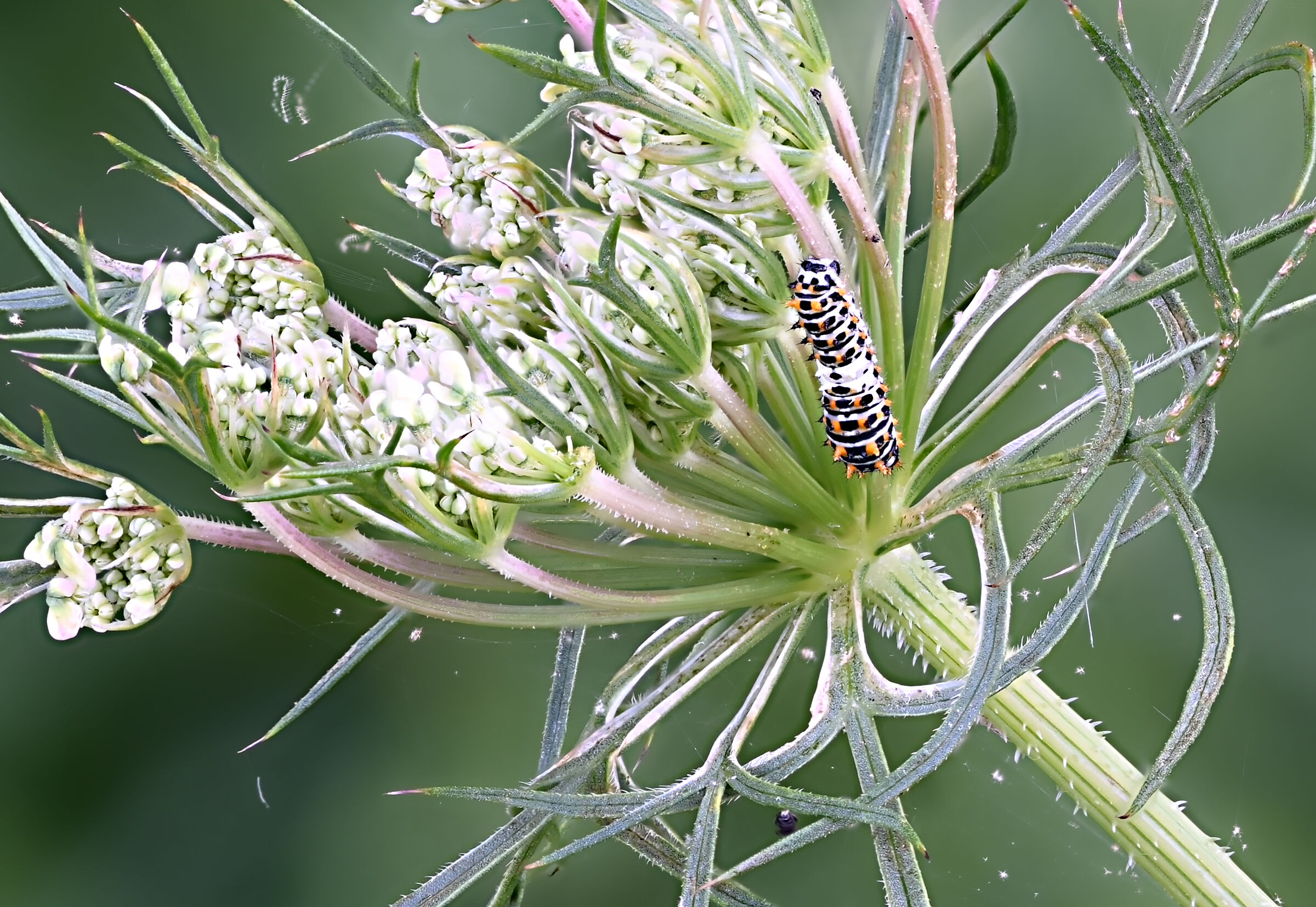 Bruco di Papilio machaon
