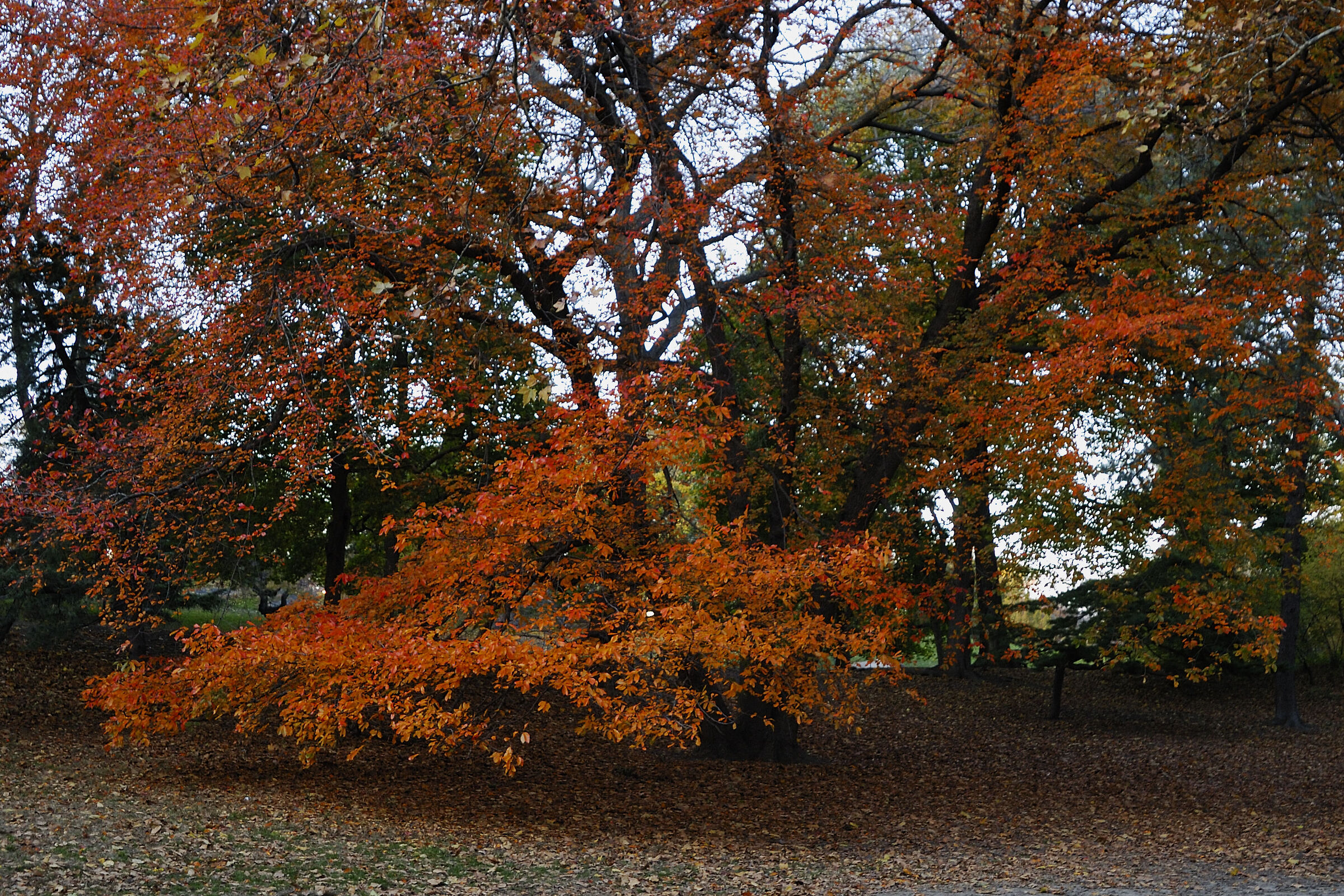Foliage central park