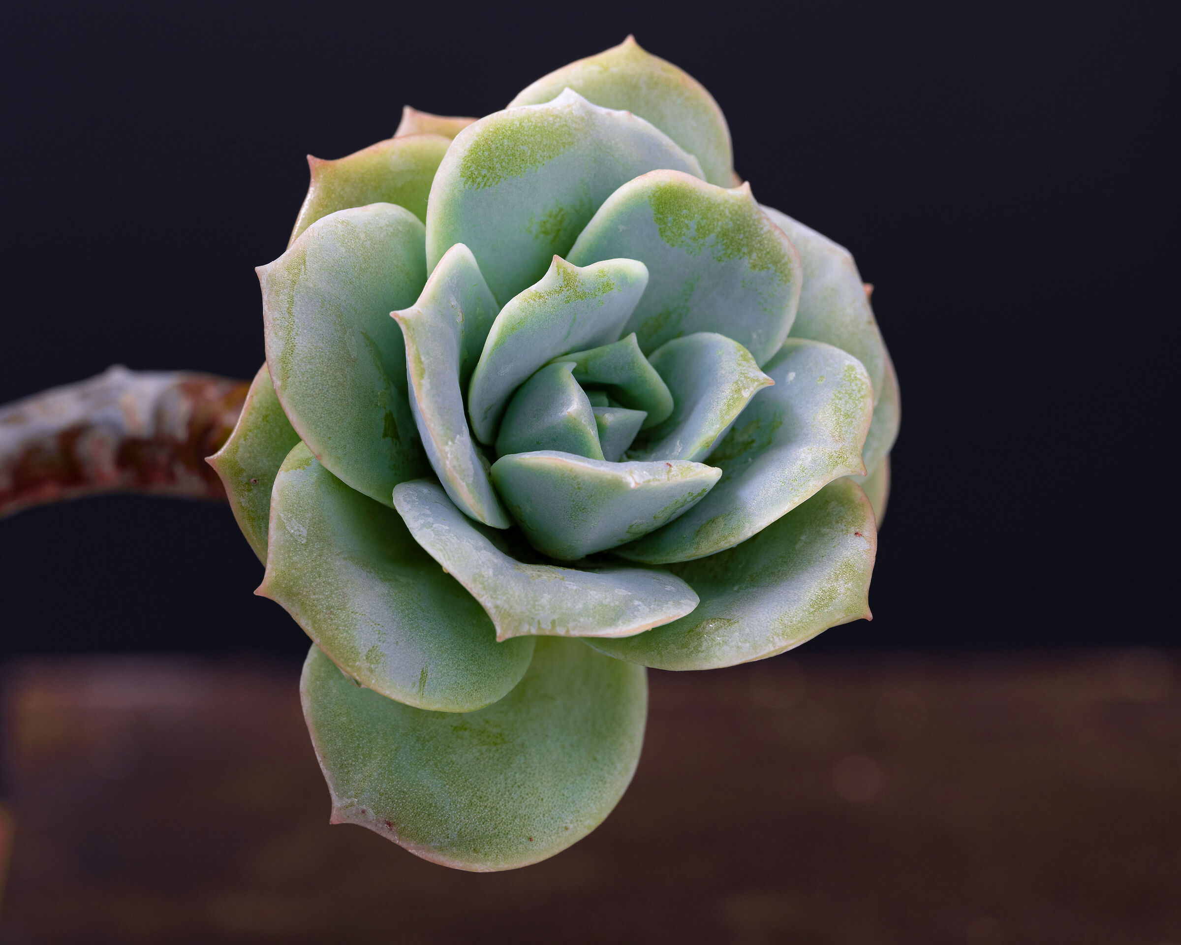 Echeveria