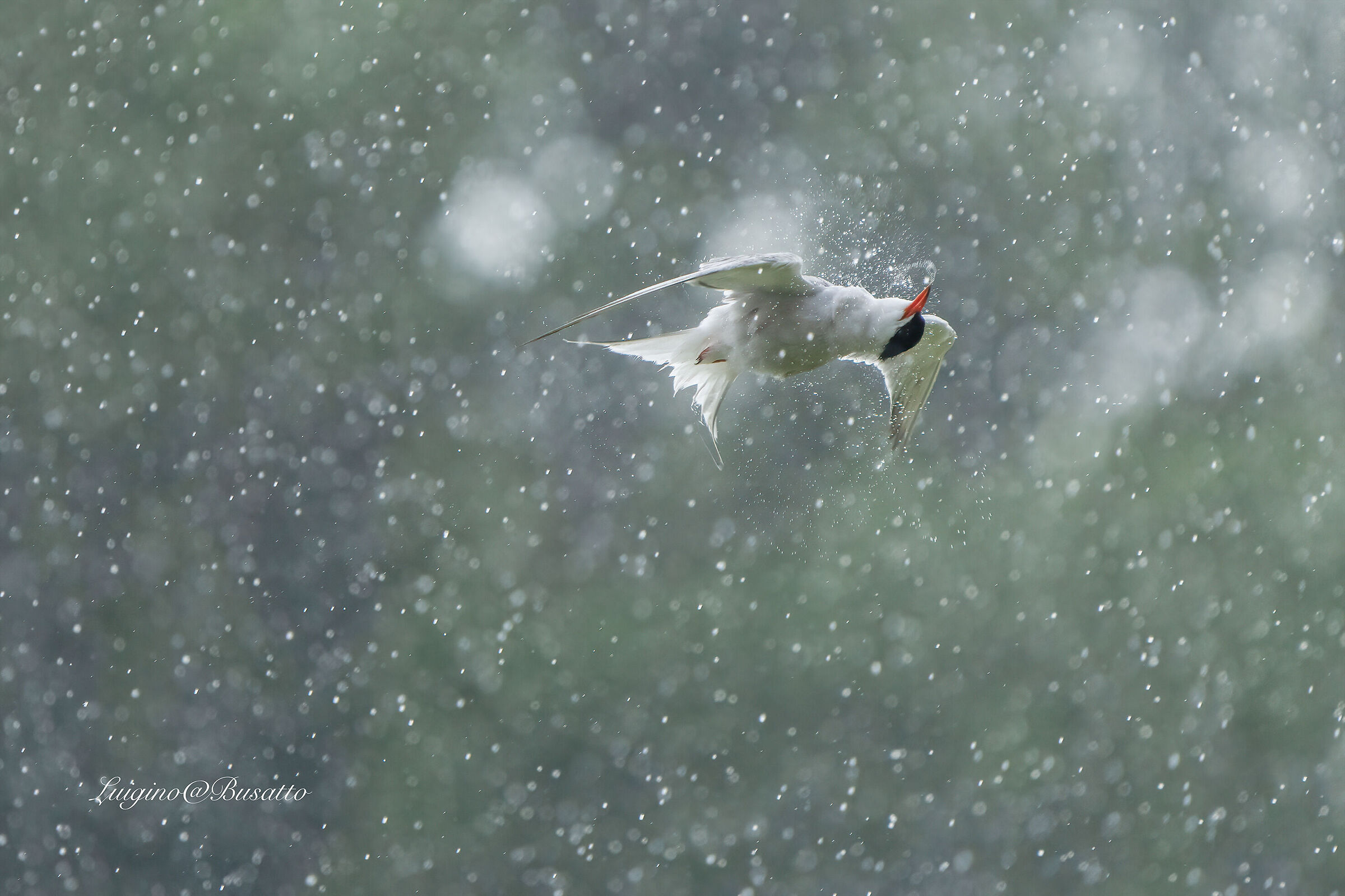 Tern flying in the rain